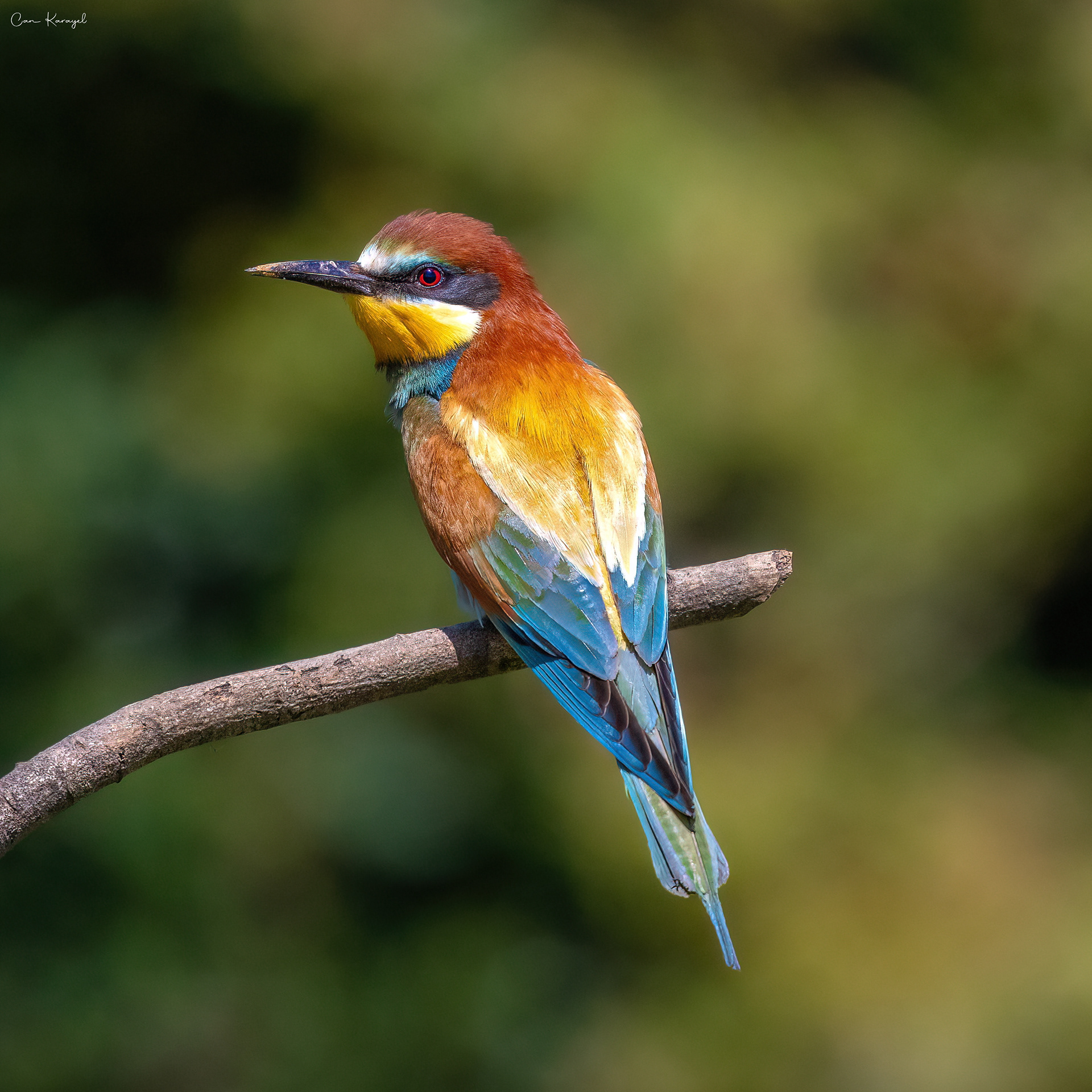European bee-eater / ıstanbul