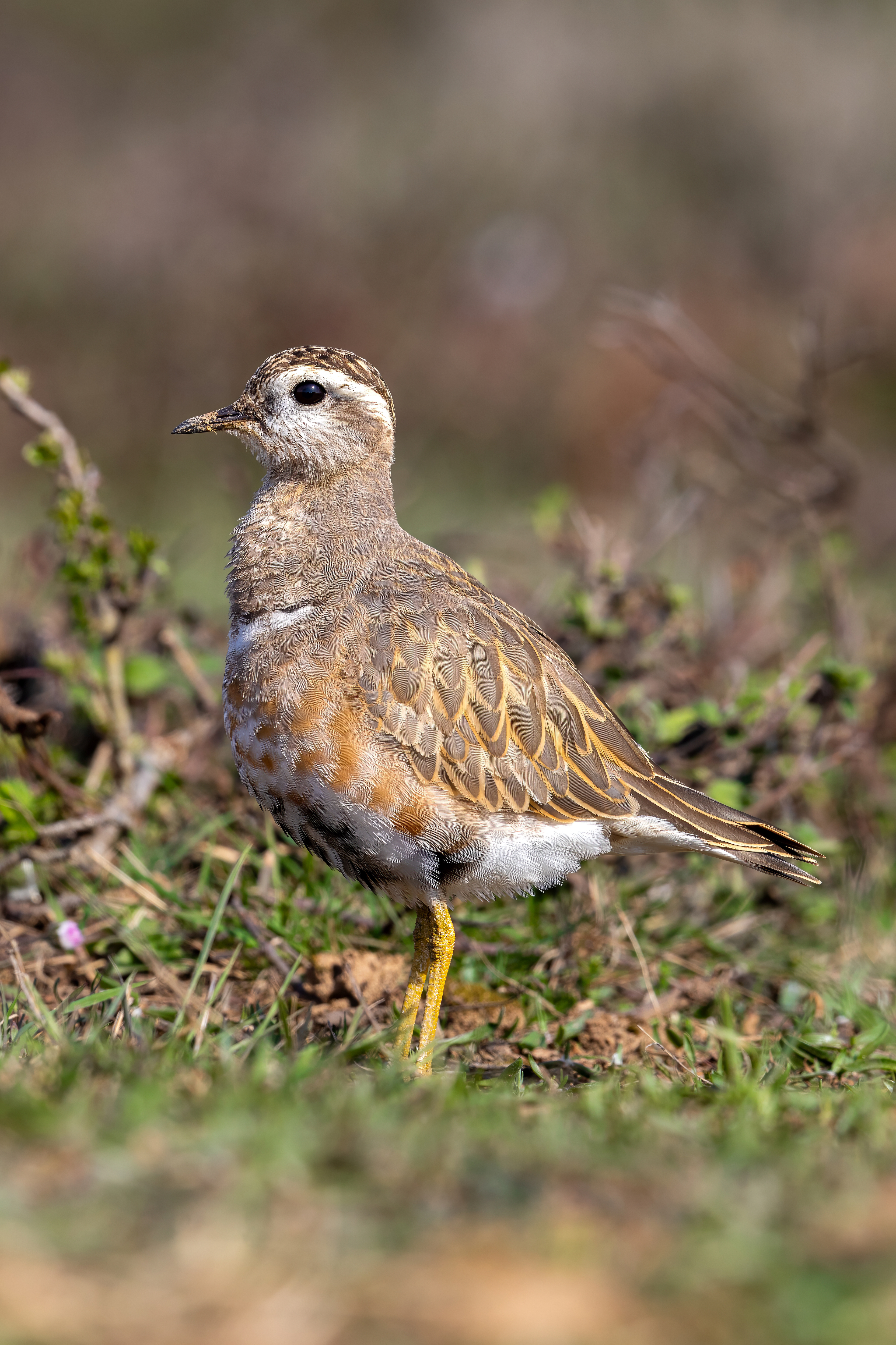 Eurasıan Dotterel / ıstanbul