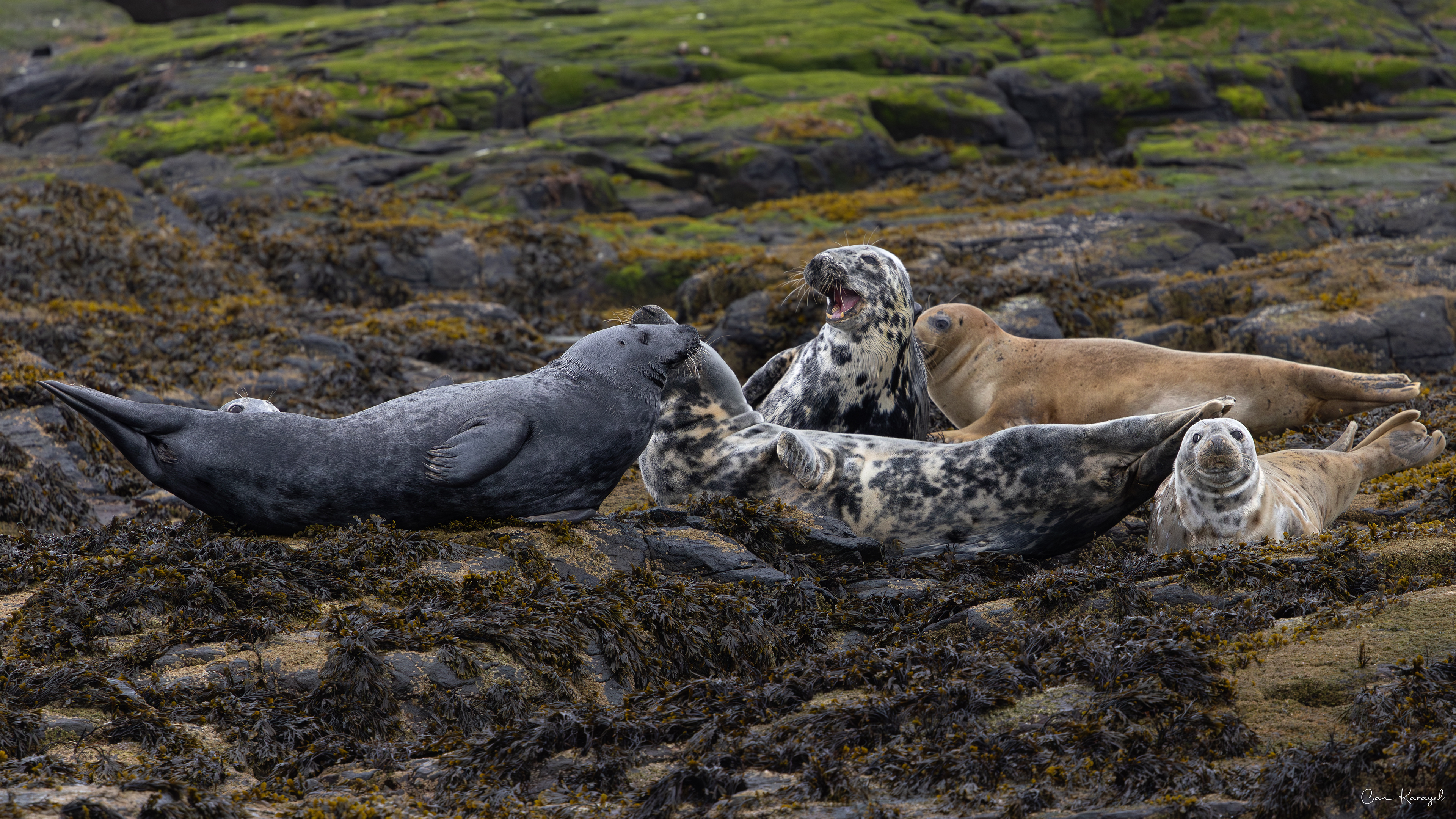 Grey Seal / Northumberland