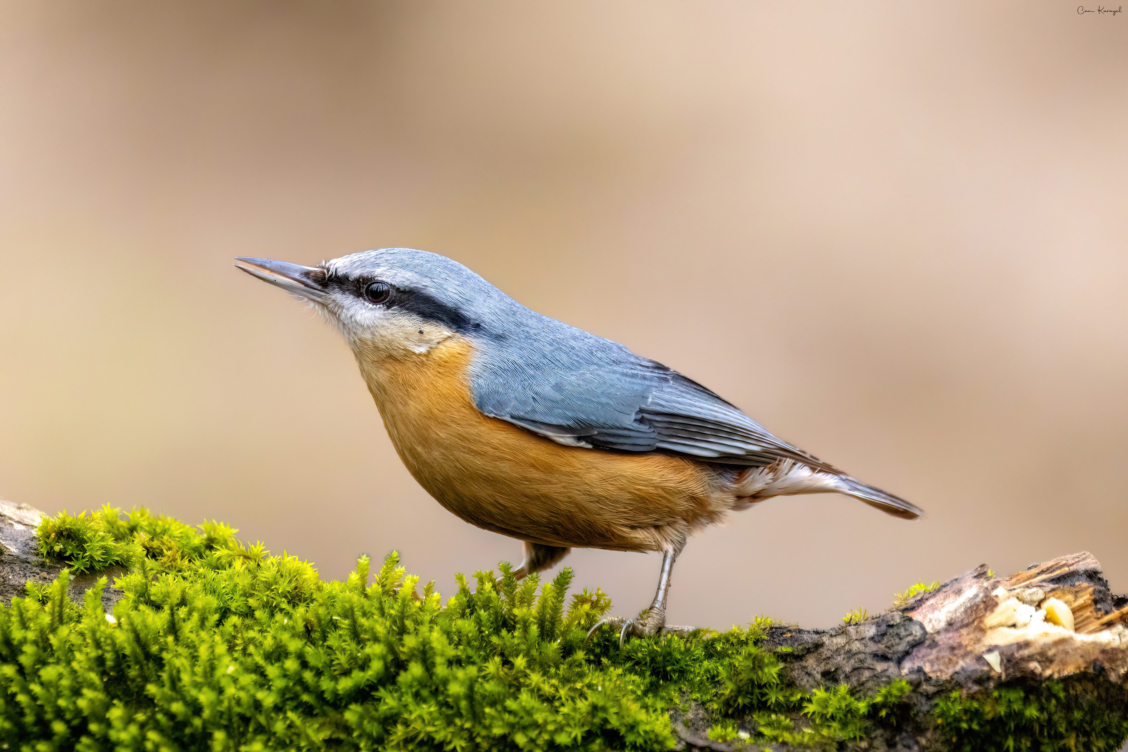 Eurasıan Nuthatch / ıstanbul