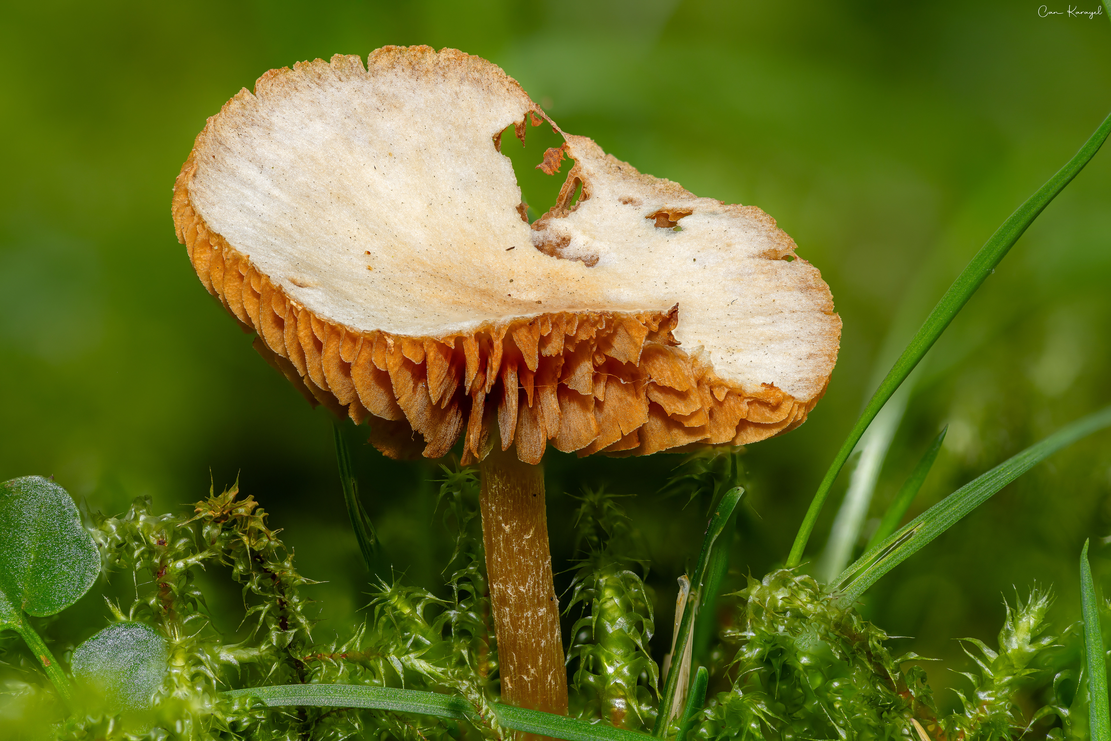 Tubarıa sp.