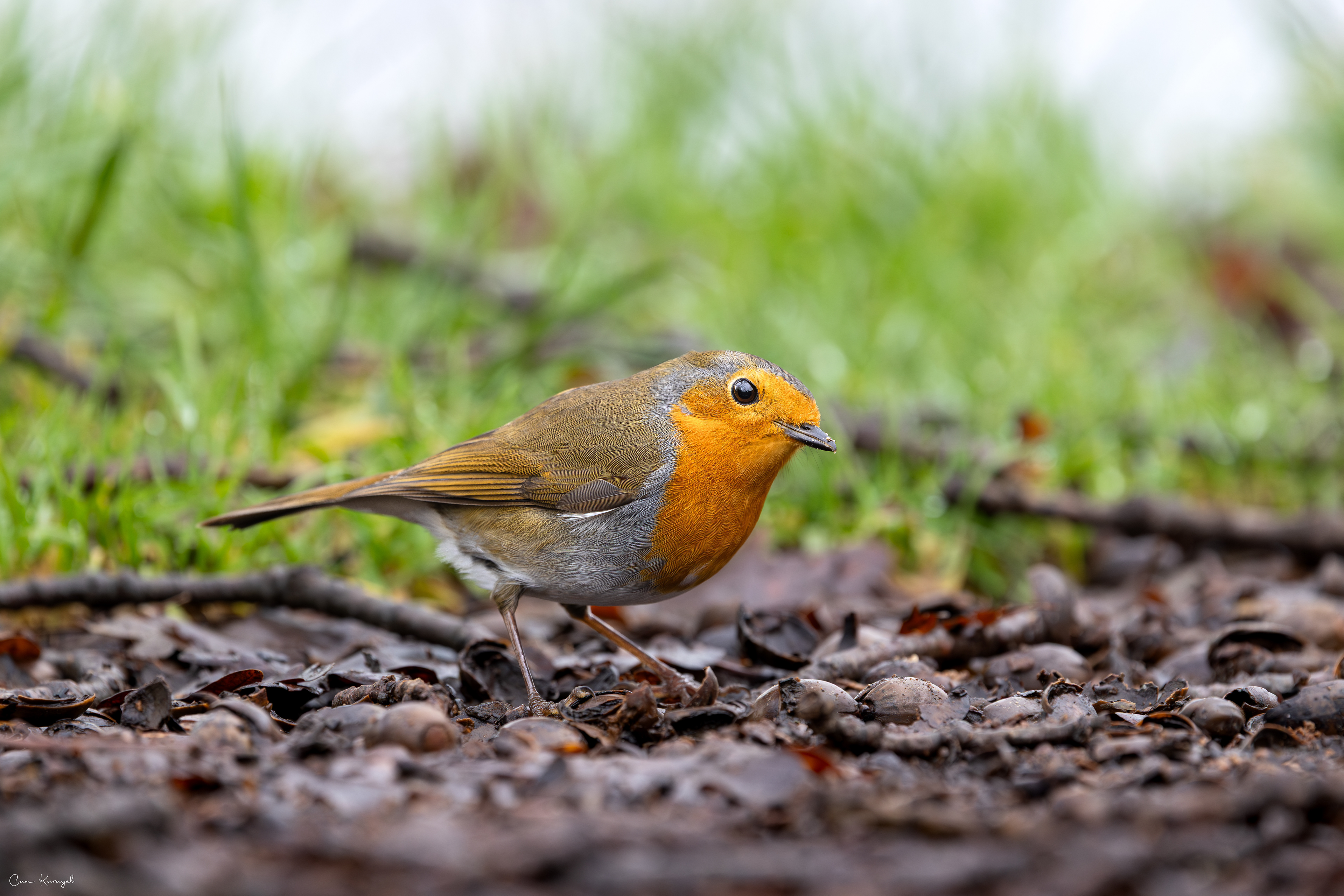 European Robın / Keswıck