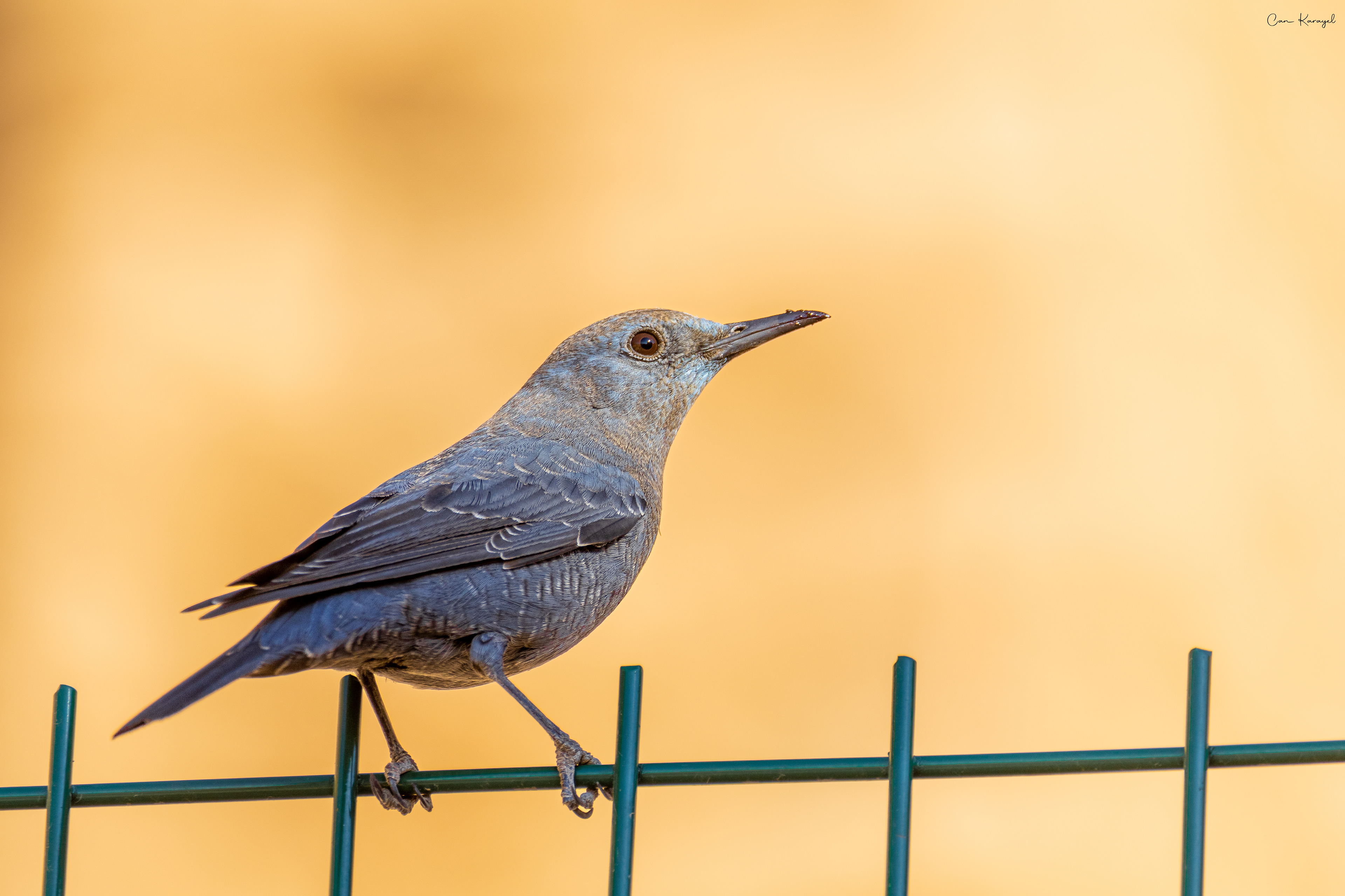 Blue Rock Thrush / mardın