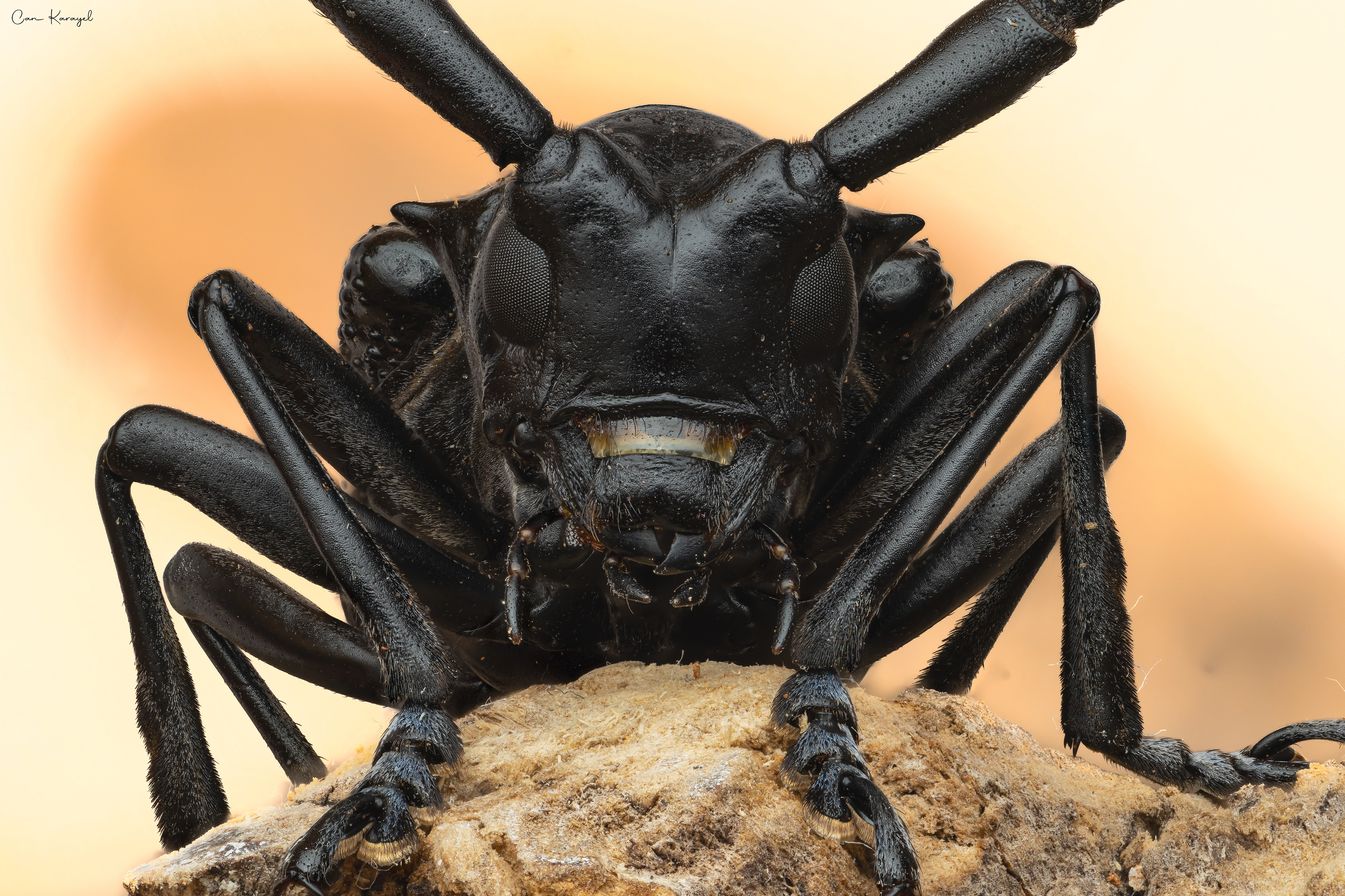 Cıtrus Longhorn Beetle (Anoplophora chınensıs)