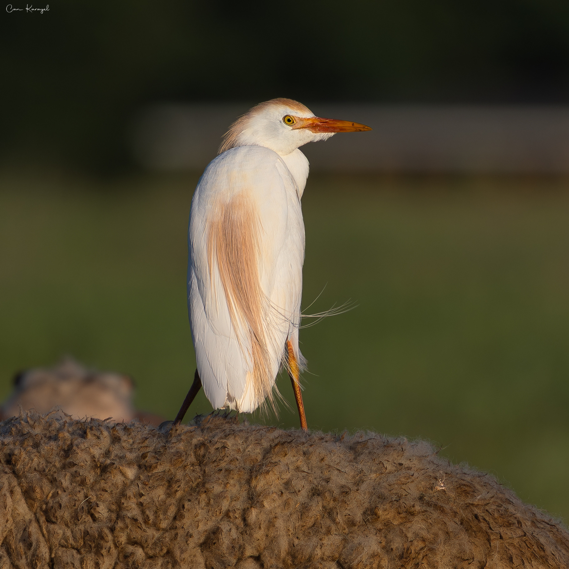 Cattle Egret / Istanbul