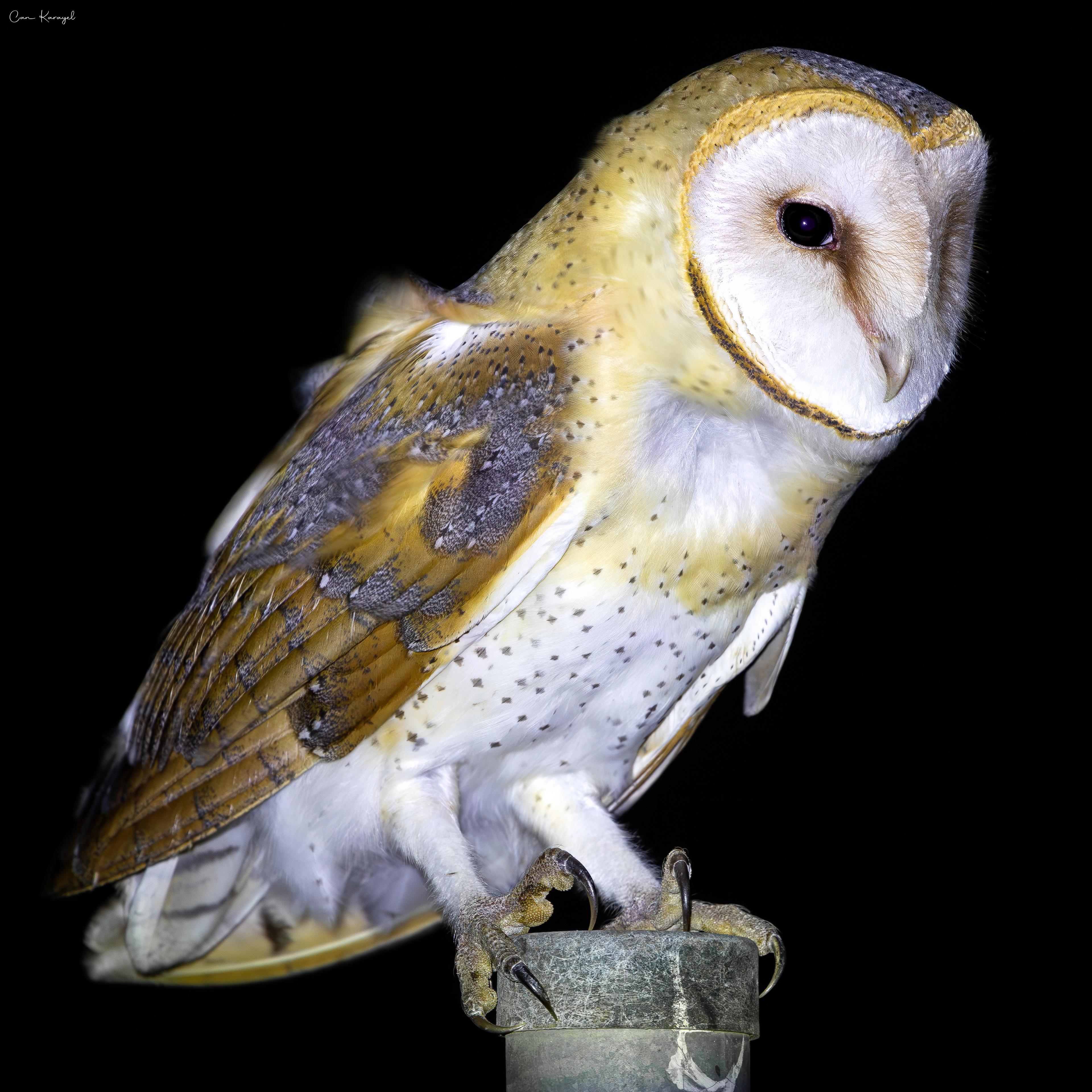 Western Barn Owl / Istanbul