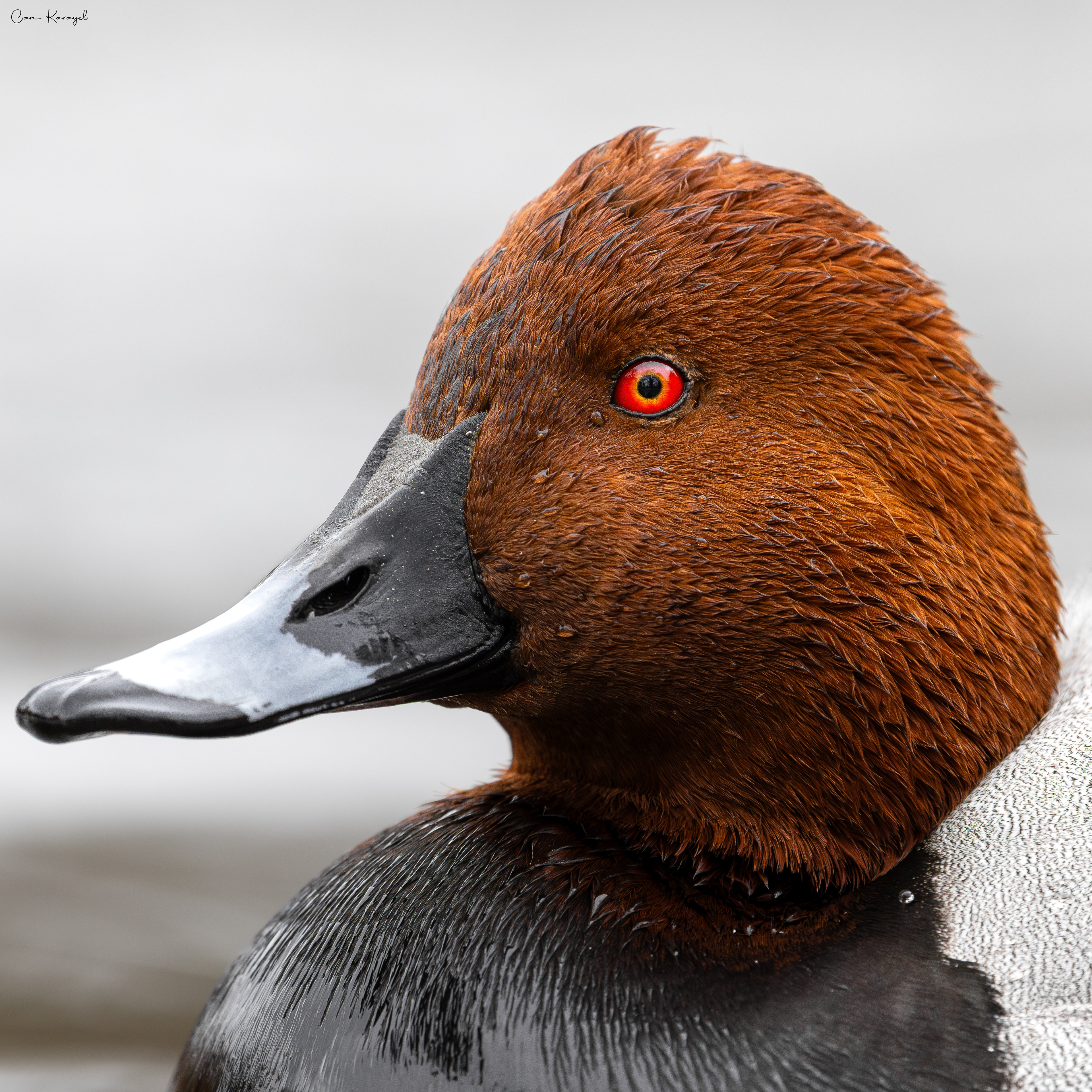 Common Pochard / london