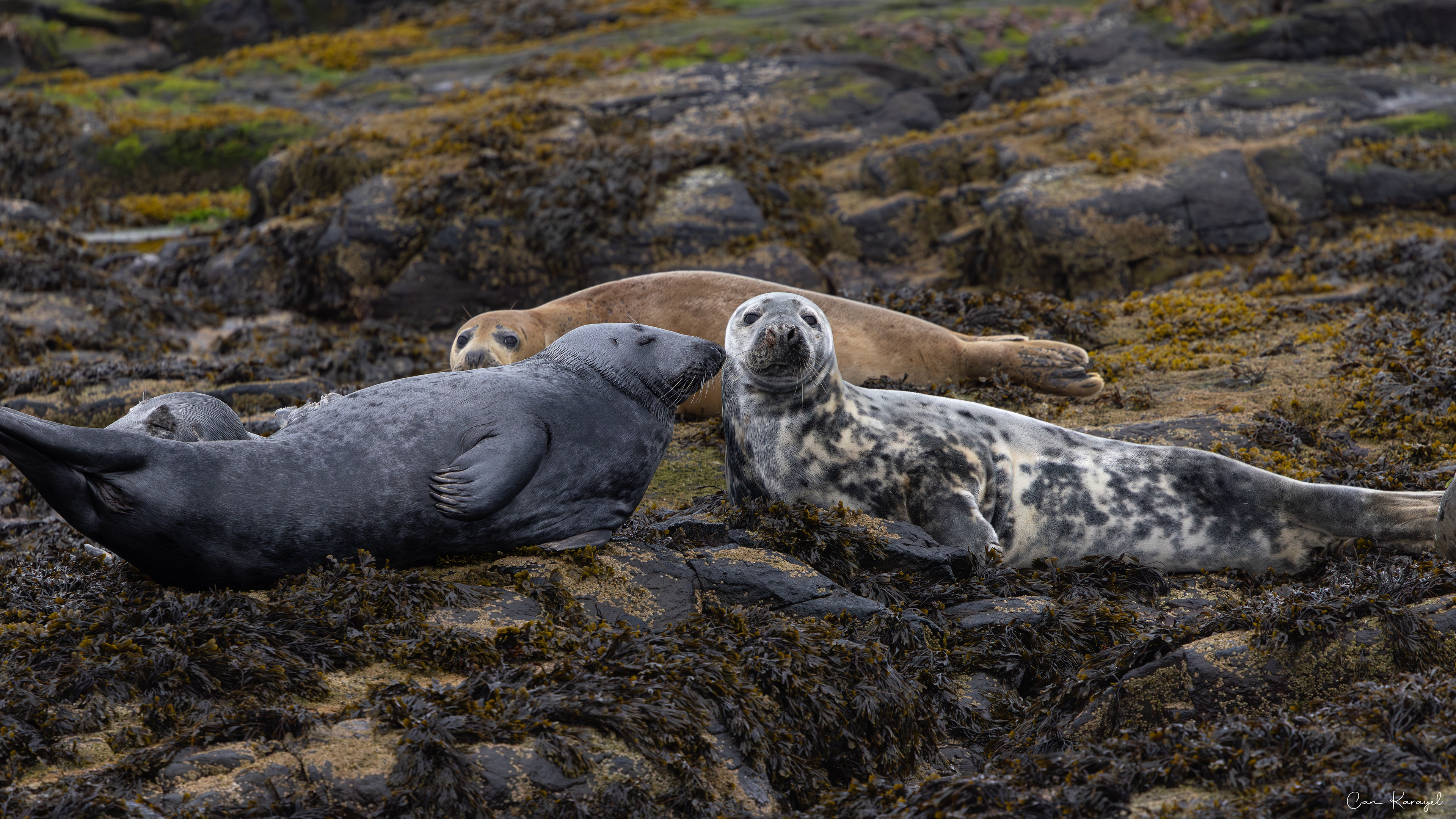 Grey Seal / Northumberland