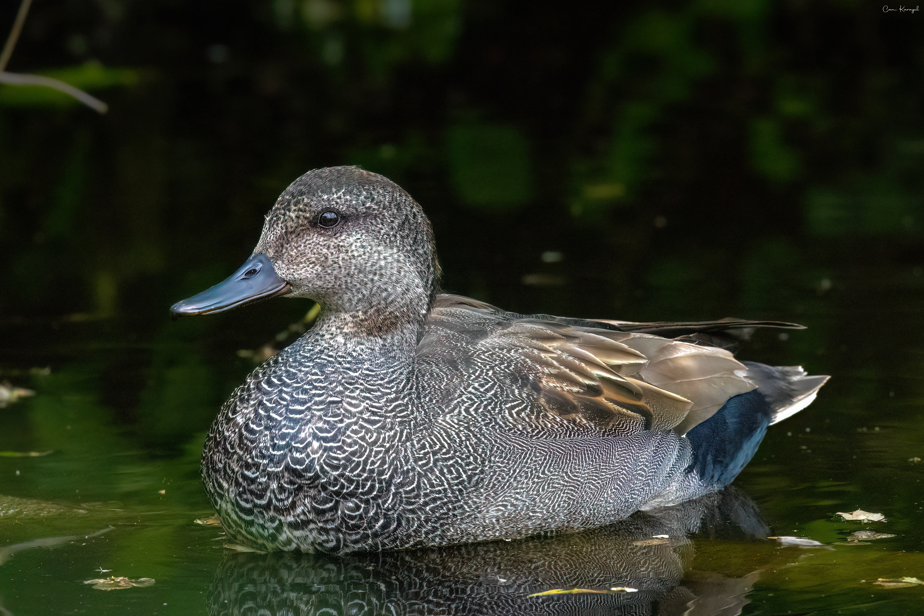 Gadwall / amsterdam