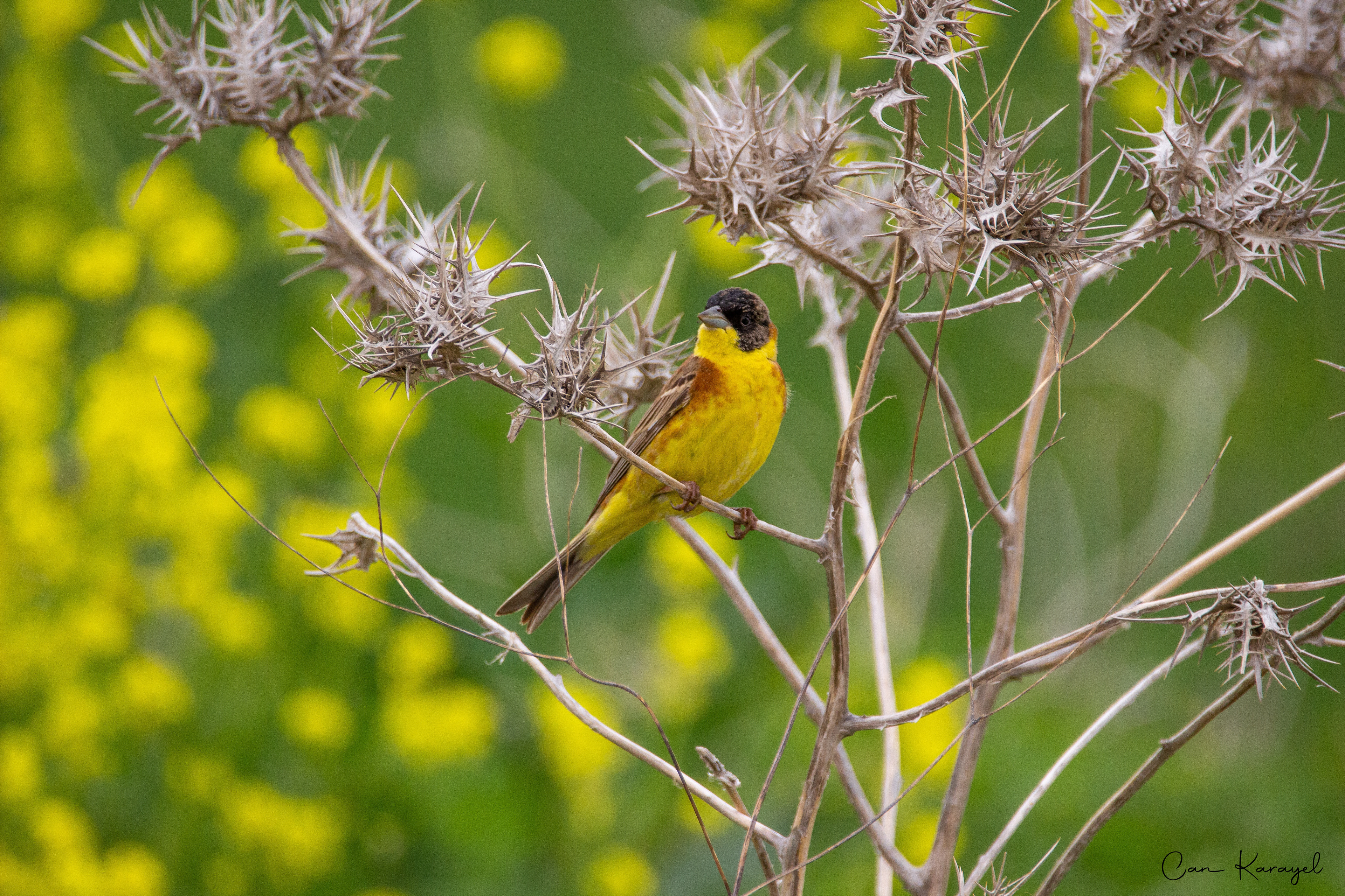 Black-headed Buntıng / canakkale
