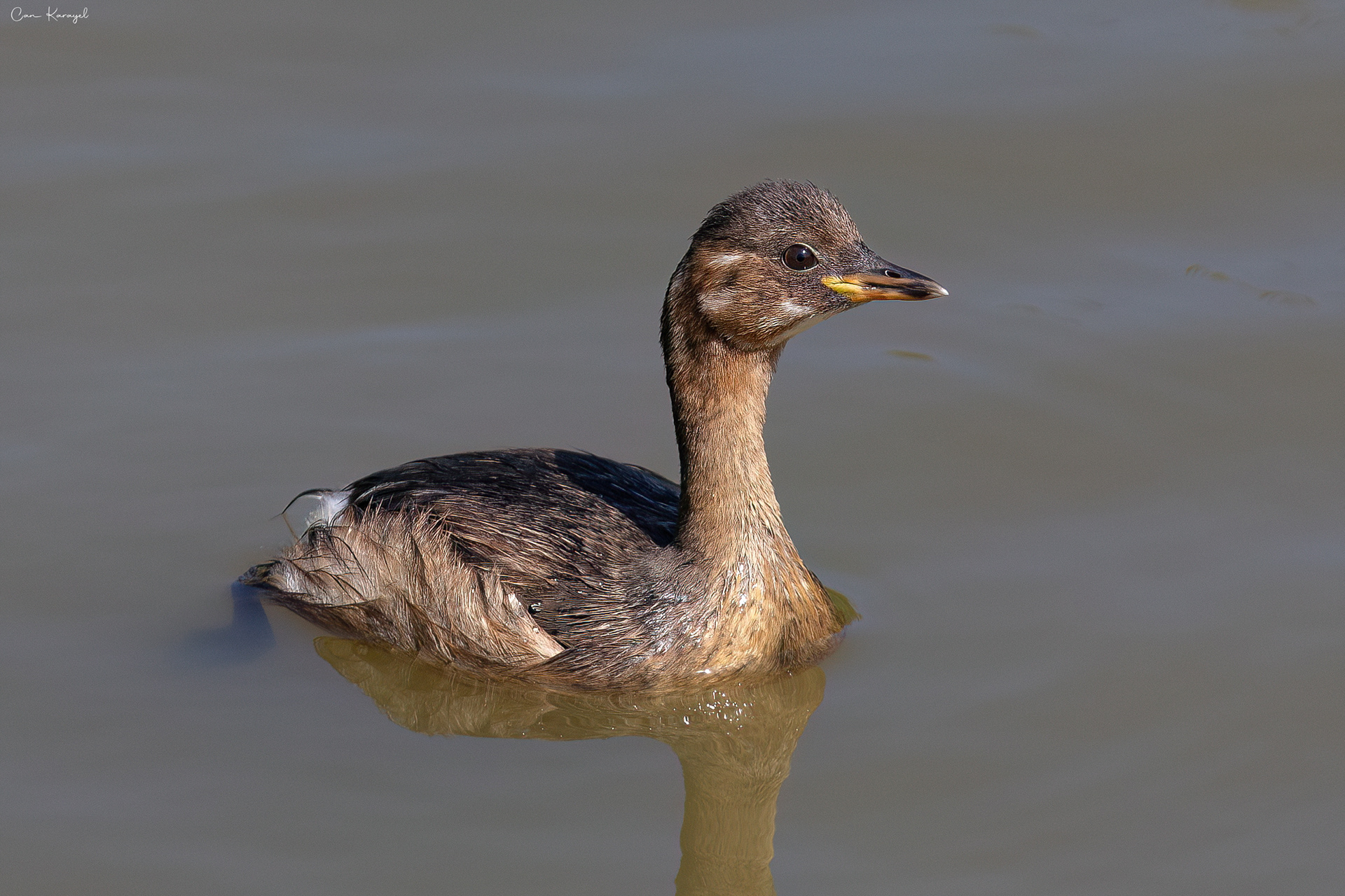 Lıttle Grebe / ıstanbul