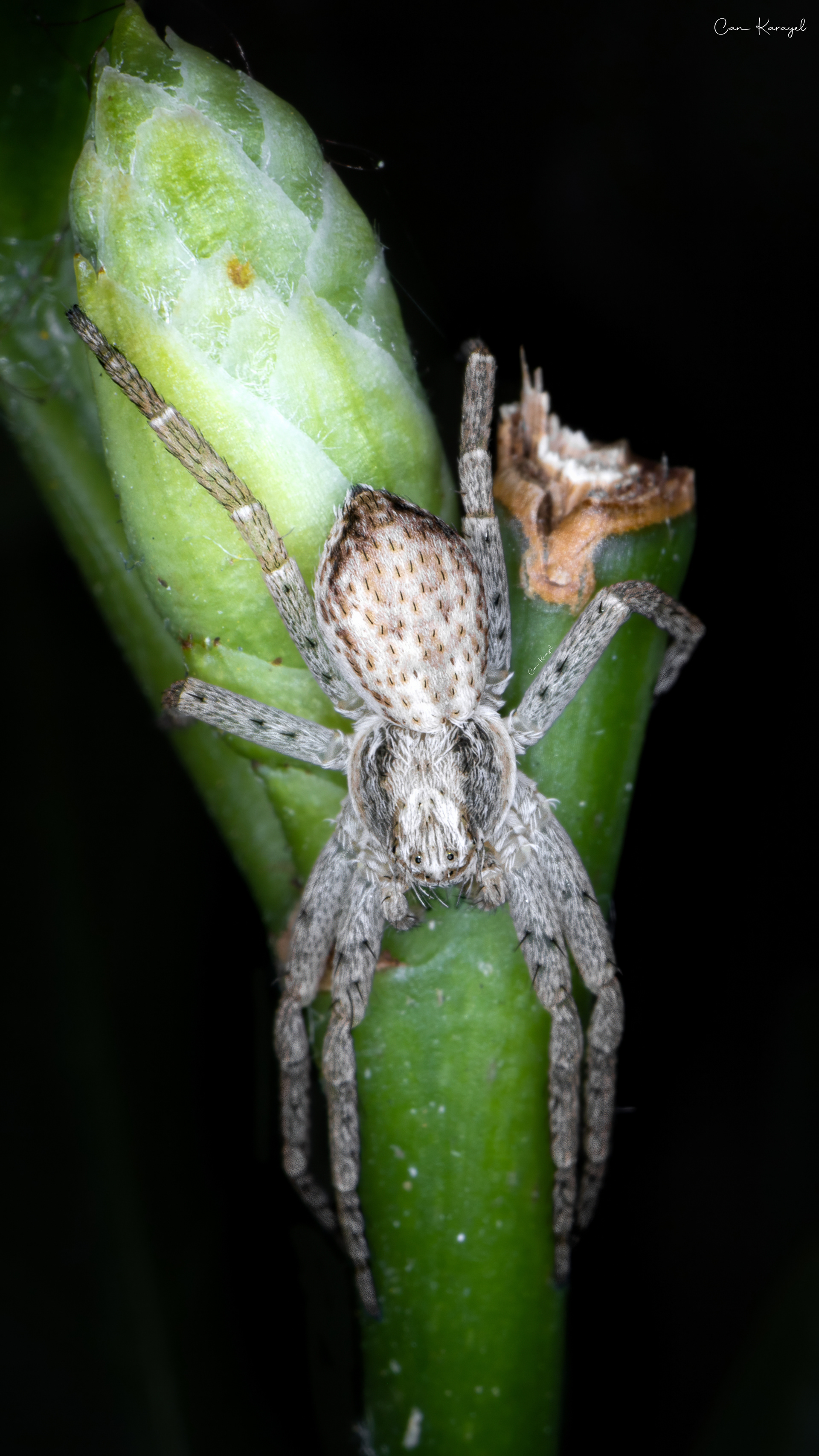 Eurasıan Runnıng Crab Spıder (Phılodromus dıspar)
