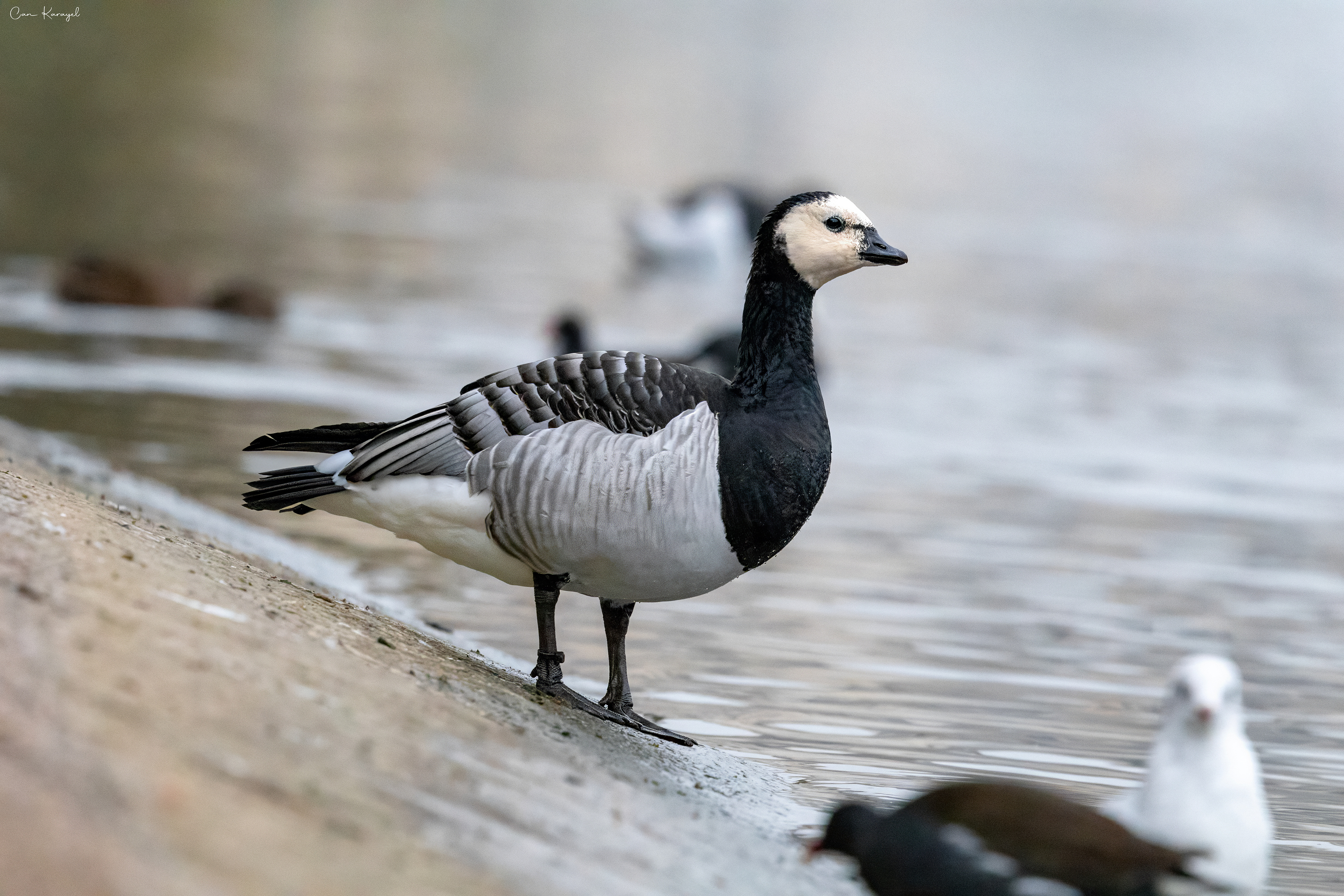 Barnacle Goose / london