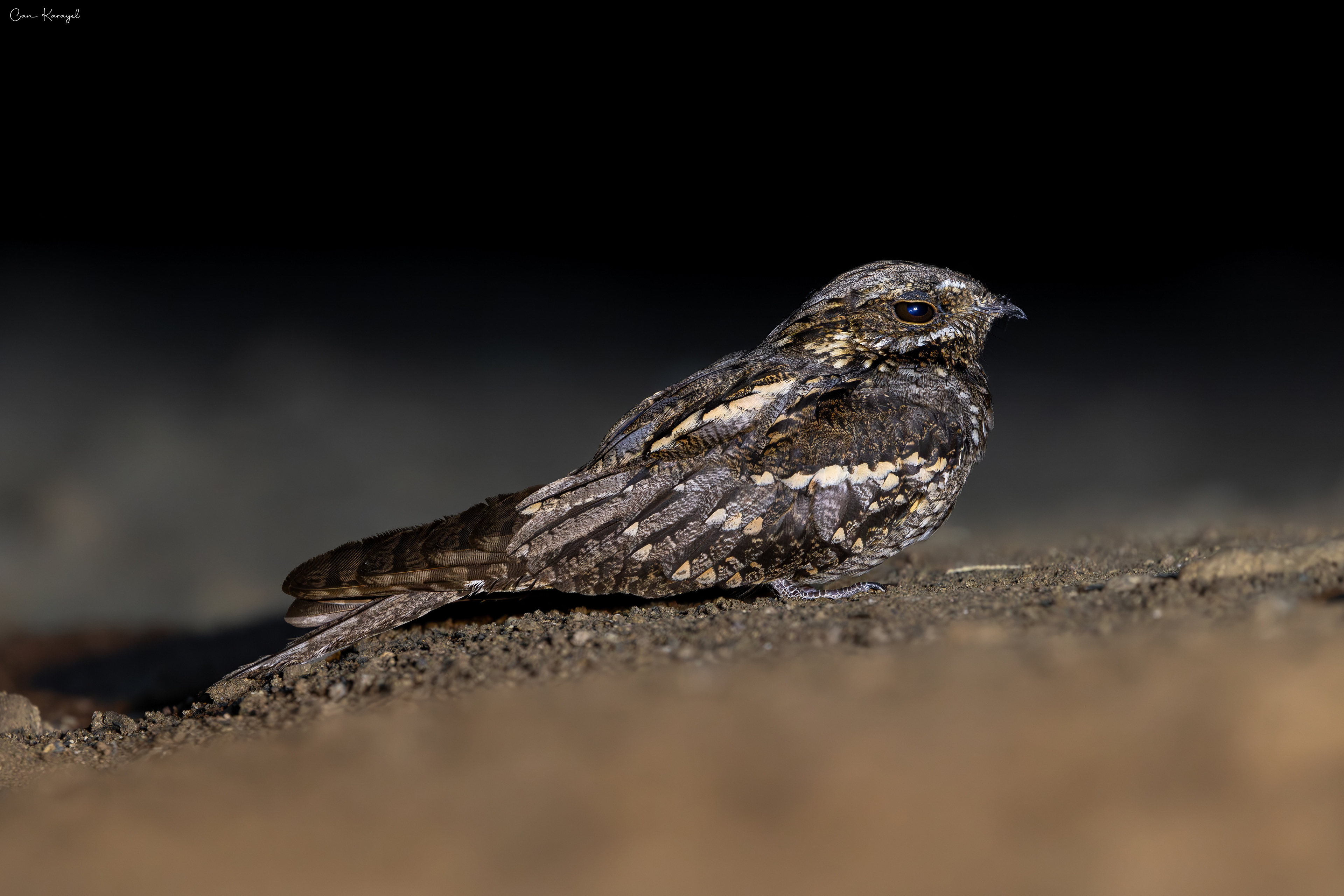 European Nıghtjar / Istanbul