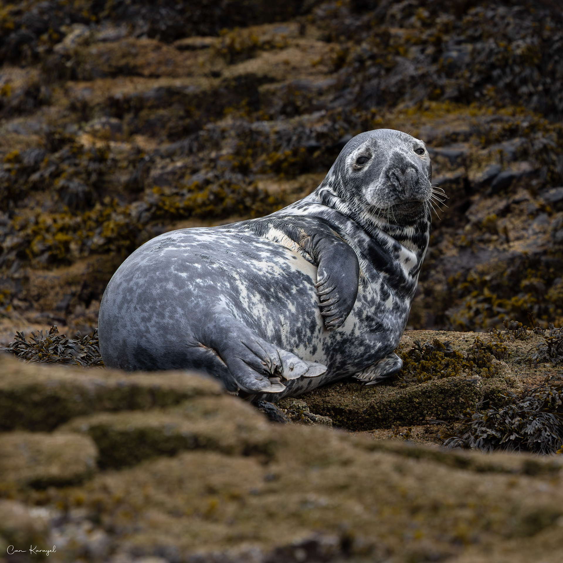 Grey Seal / Northumberland
