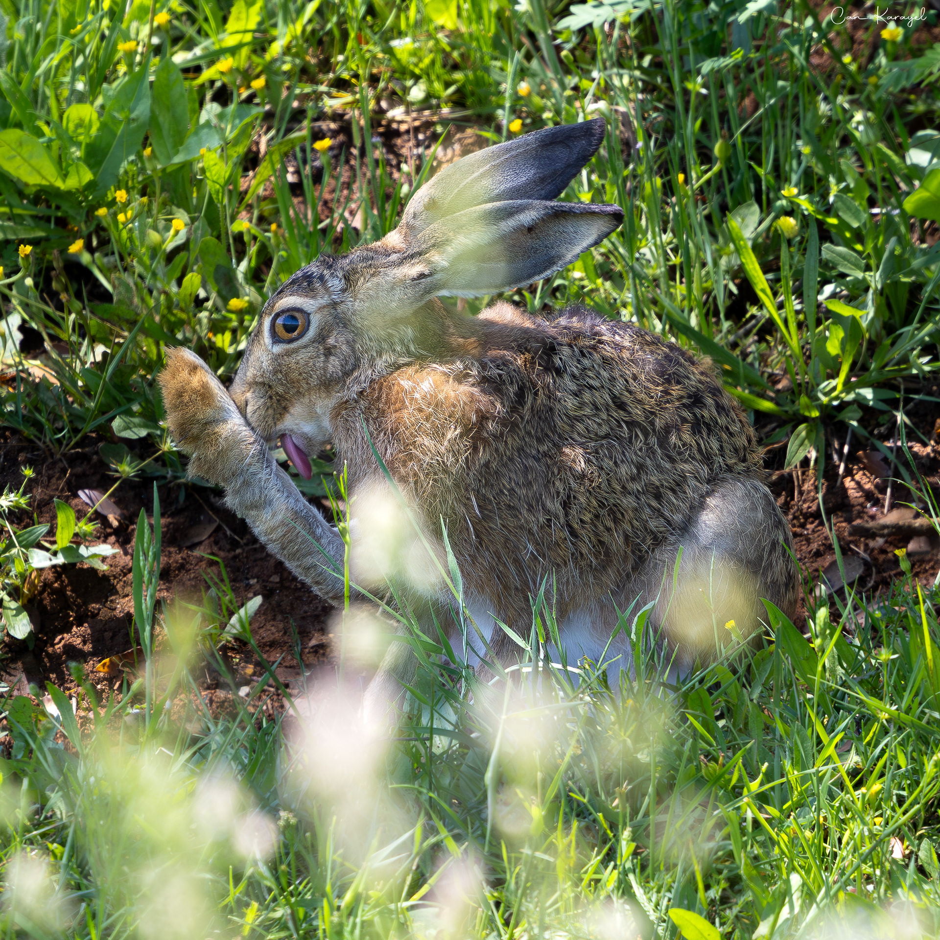 Brown Hare / ISTANBUL