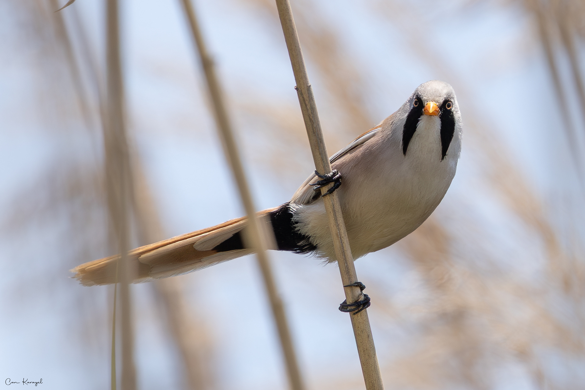 Bearded Reedlıng / CANAKKALE
