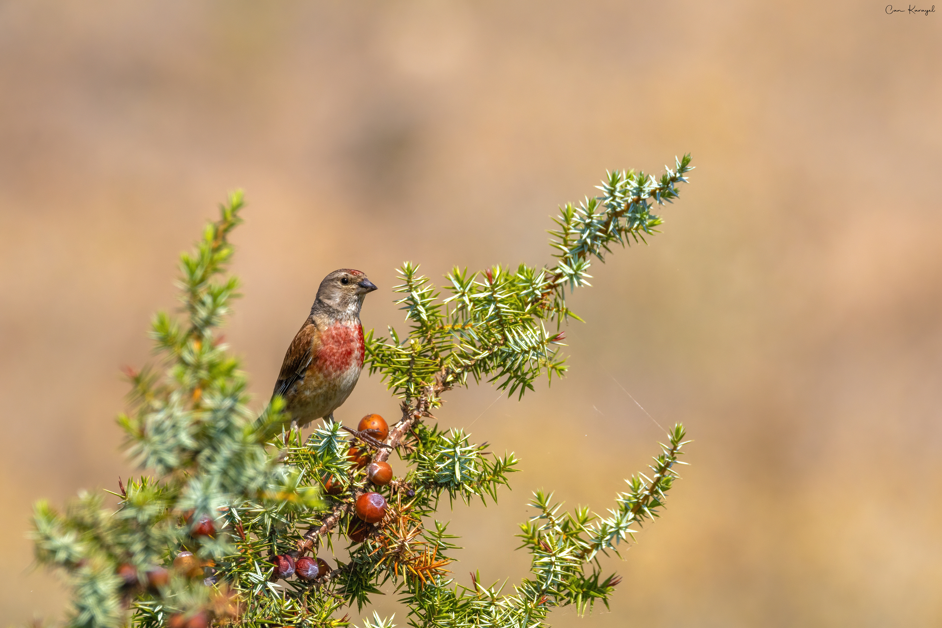 Common Lınnet / ızmır