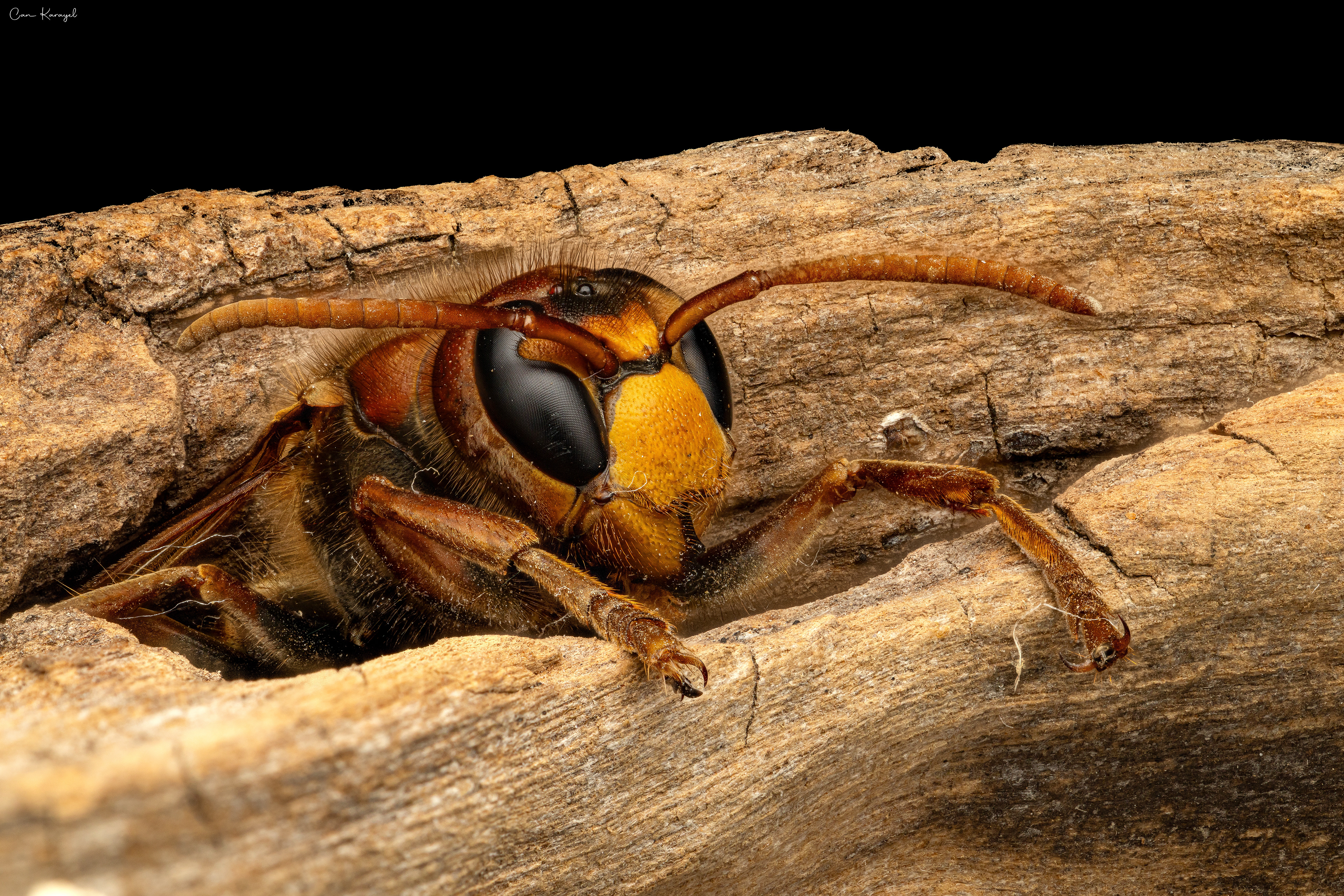 European Hornet (Vespa crabro)