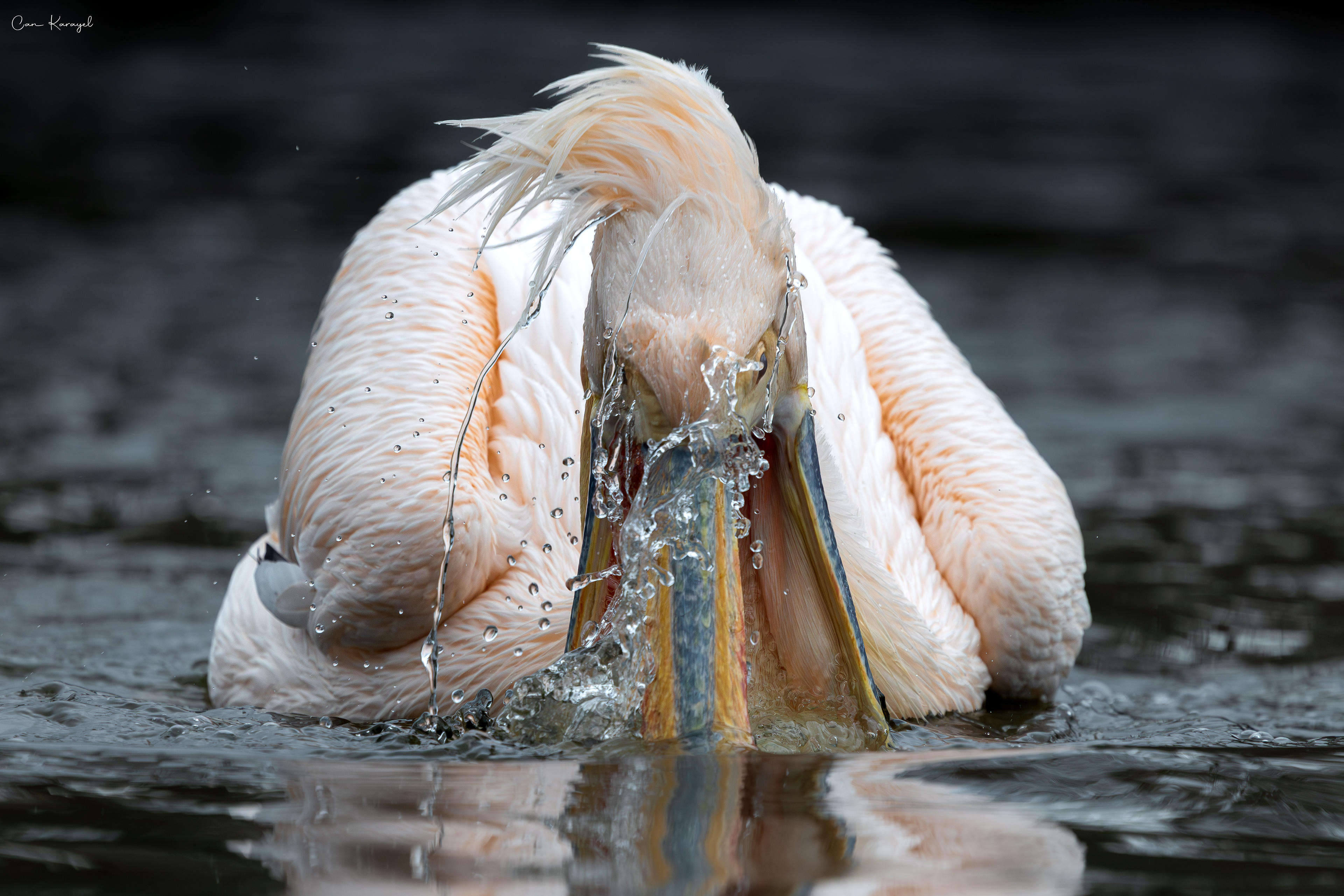 Great Whıte Pelıcan / london