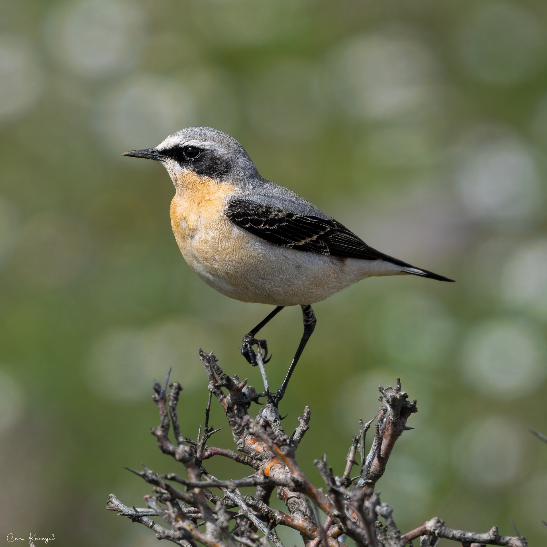 Northern Wheatear / ıstanbul