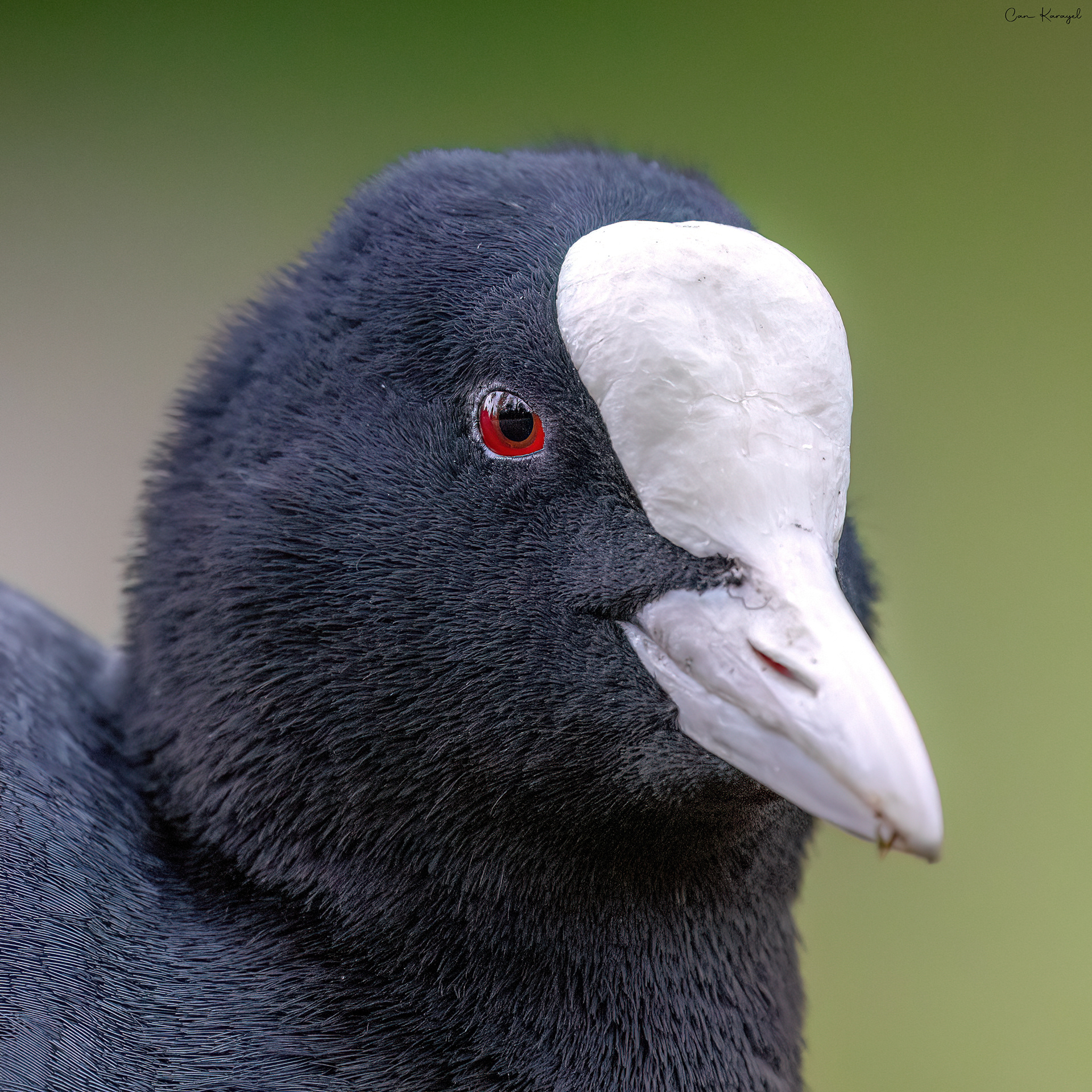 Eurasıan Coot / amsterdam