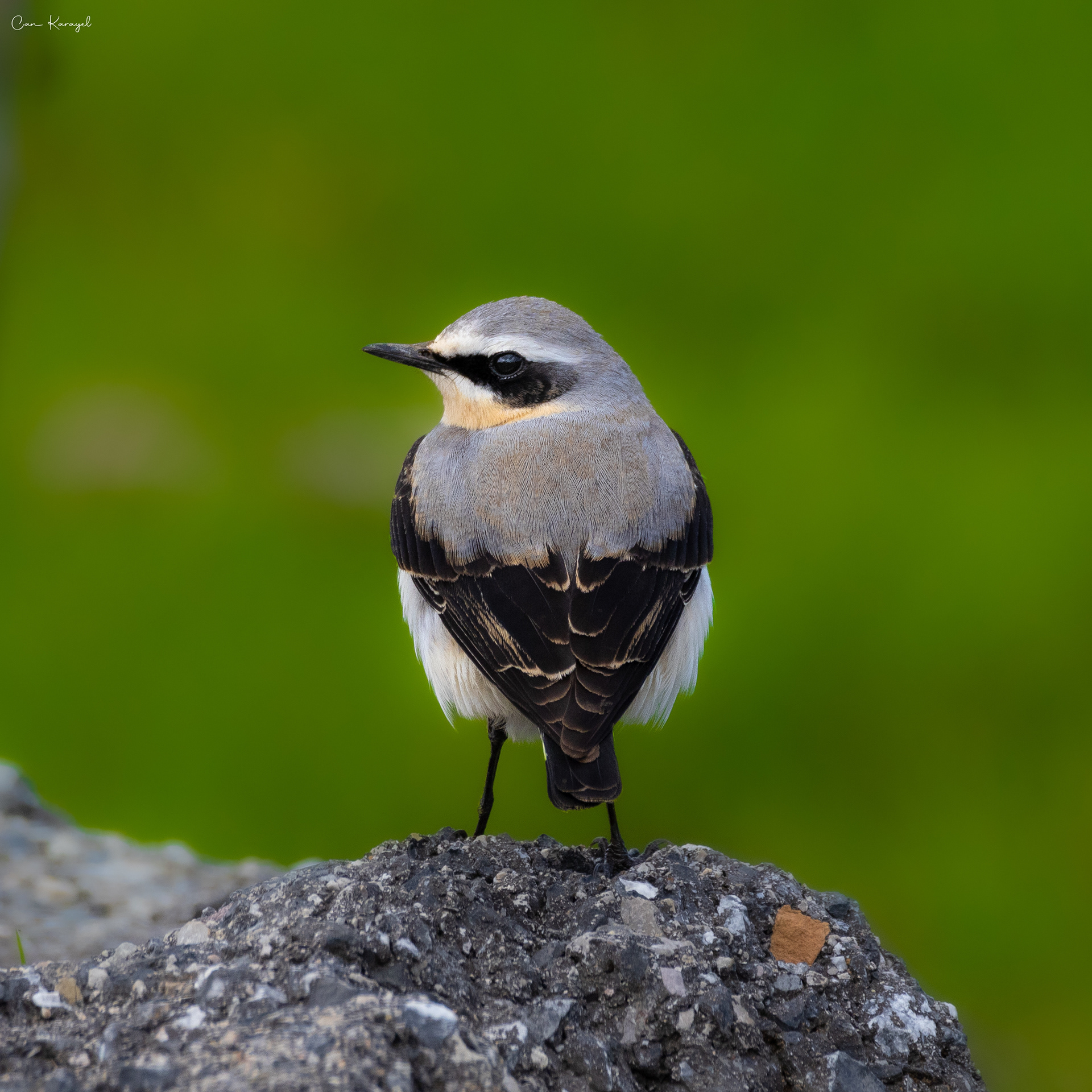Northern Wheatear / ıstanbul
