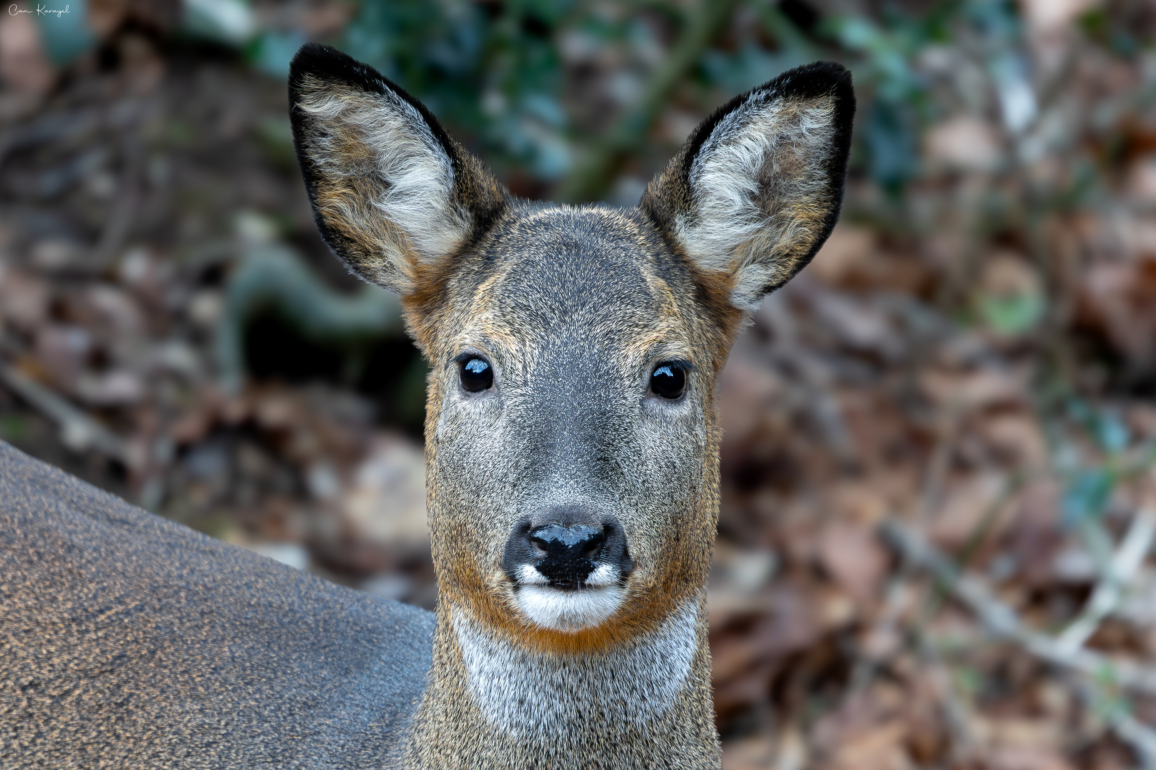 Roe deer / Carlısle