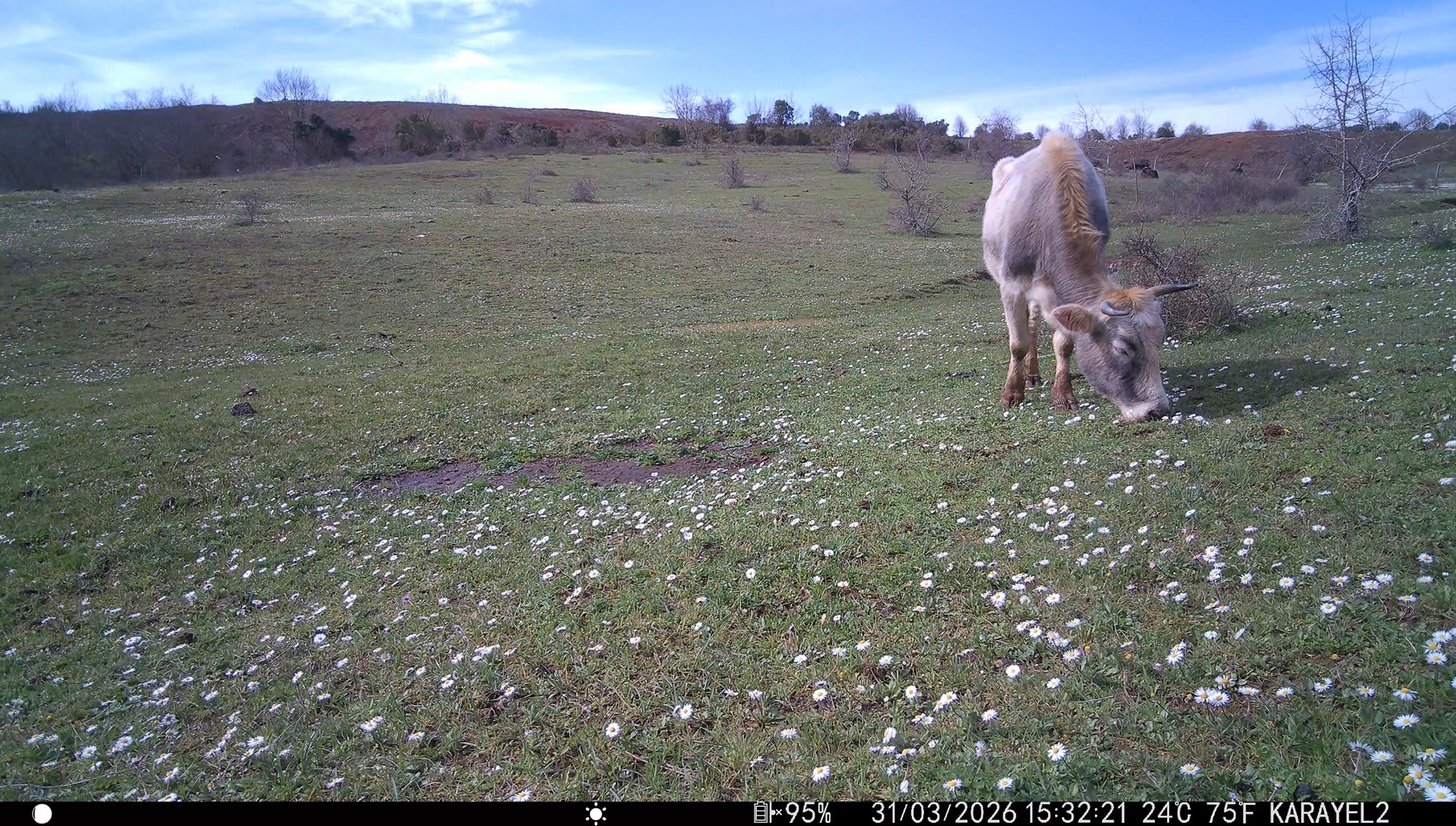 Cattle (wıld) / ıstanbul
