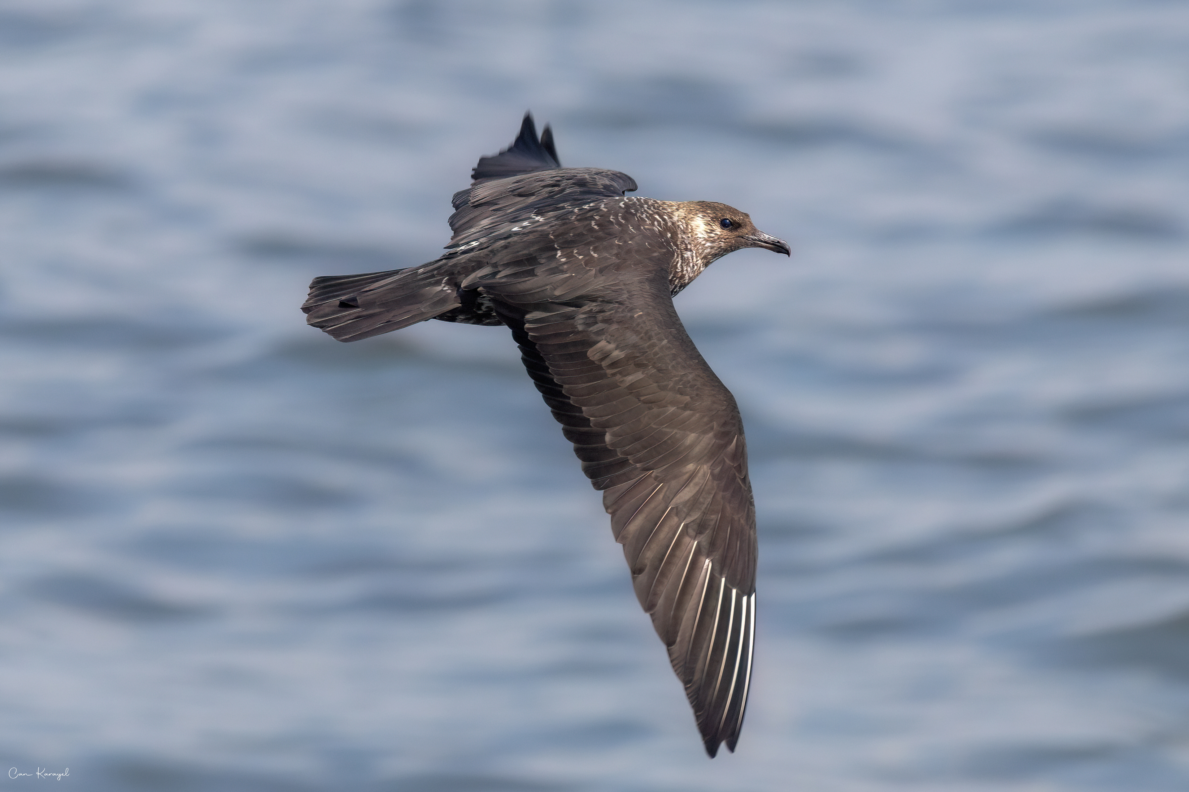 Pomarıne Jaeger / mersın