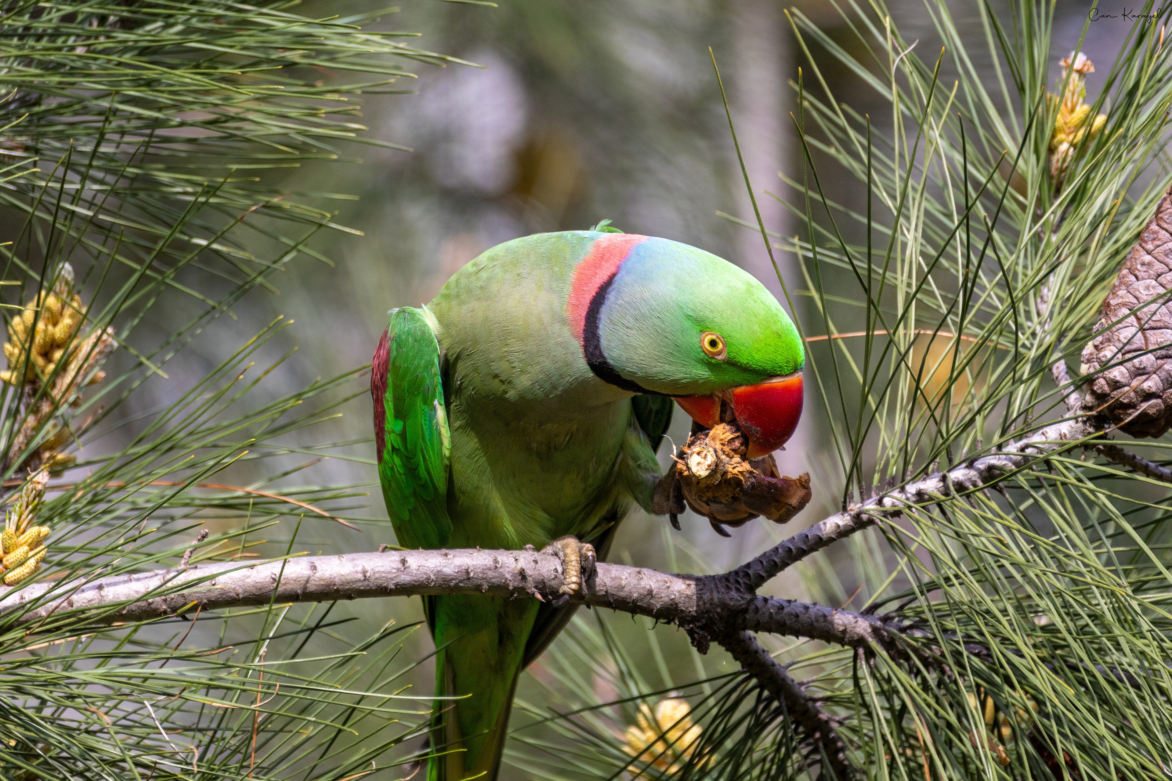Alexandrıne Parakeet / ıstanbul