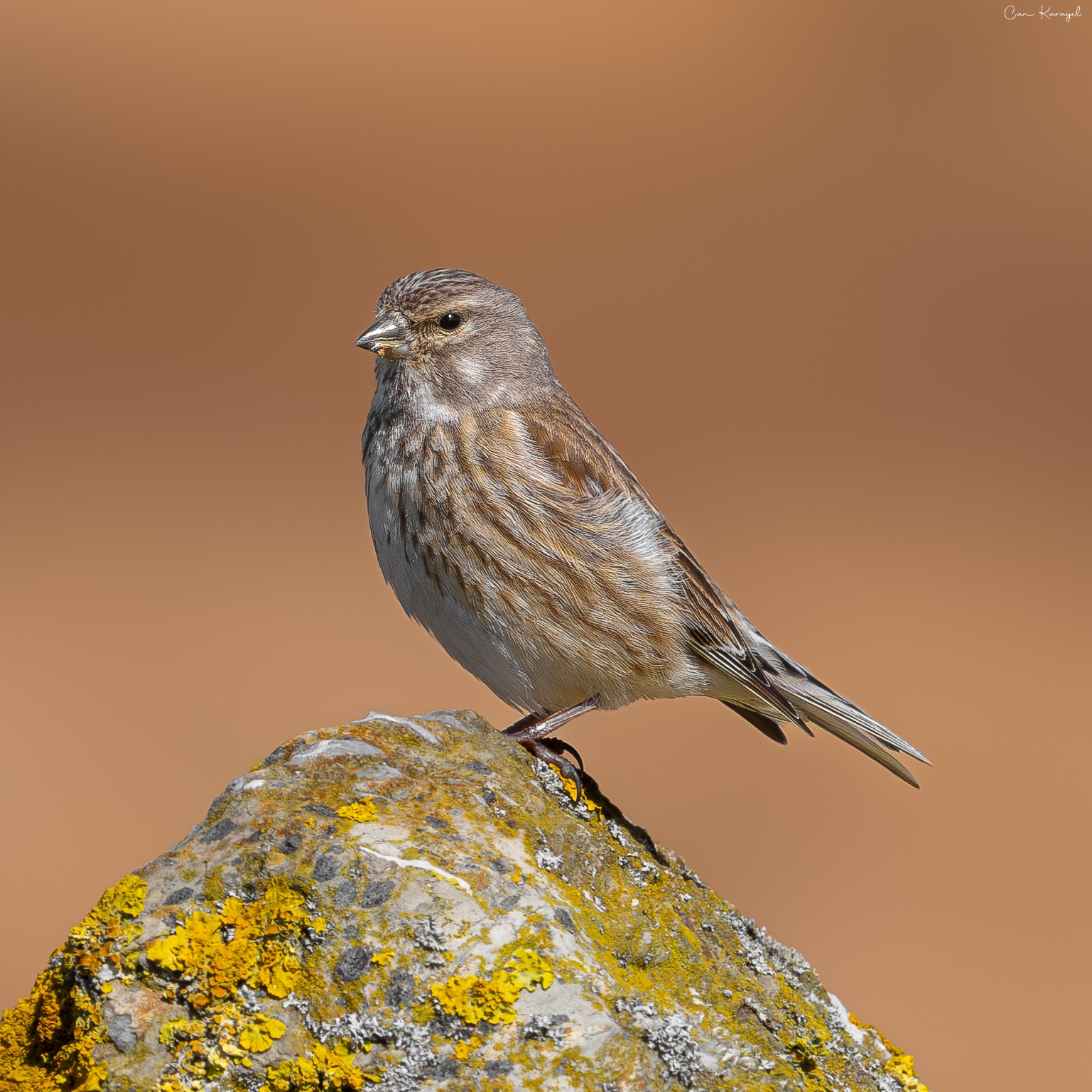 Common Lınnet / ıstanbul