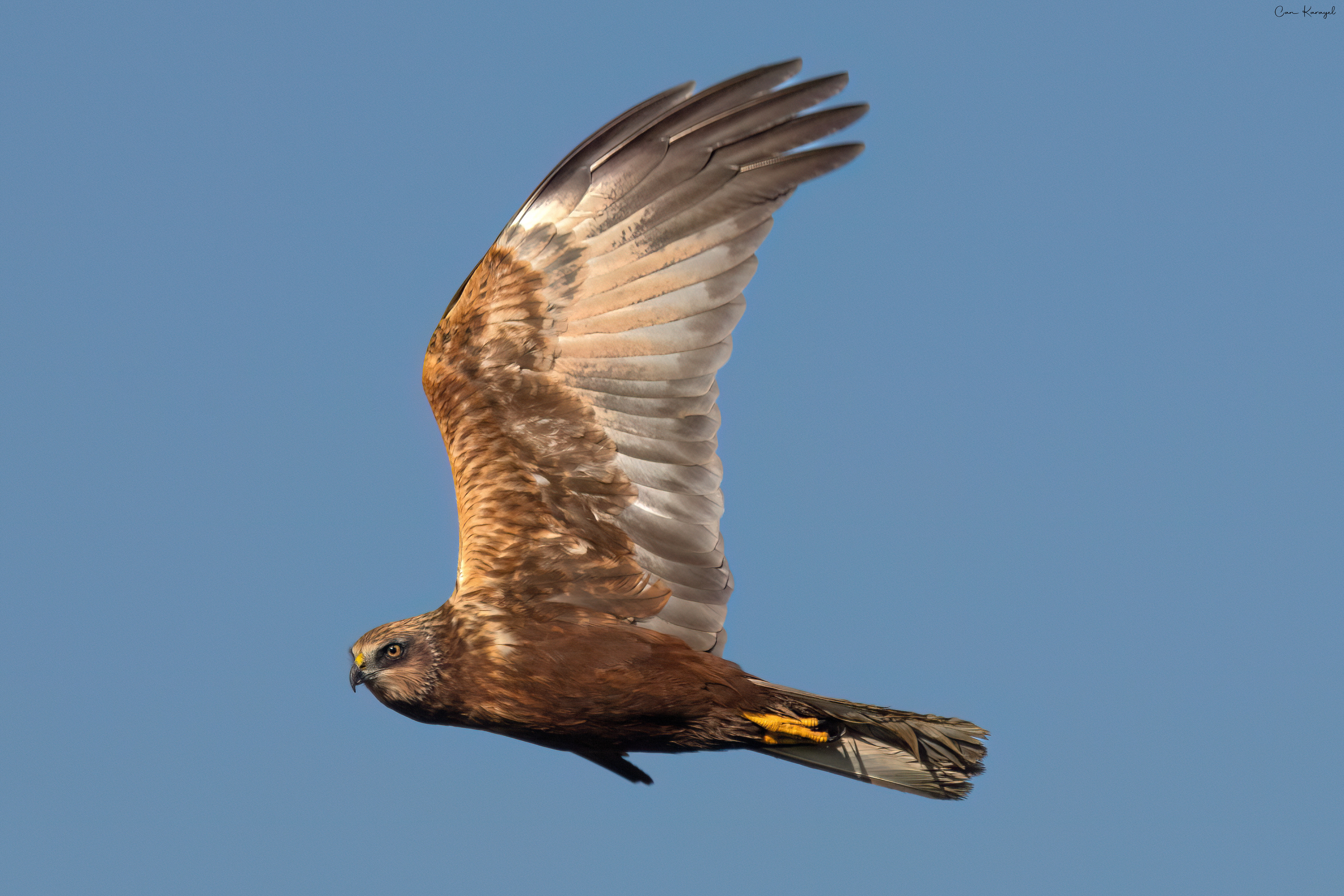  Western Marsh Harrıer / ıstanbul