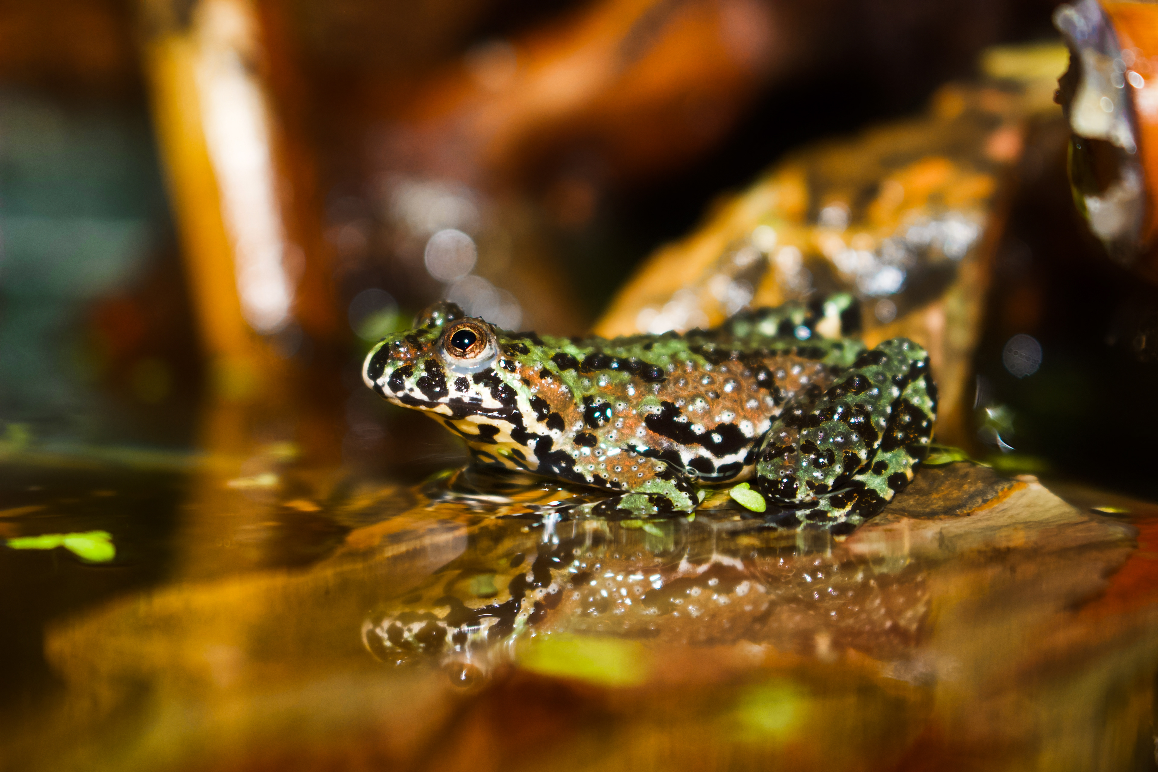Orıental fıre-bellıed toad 