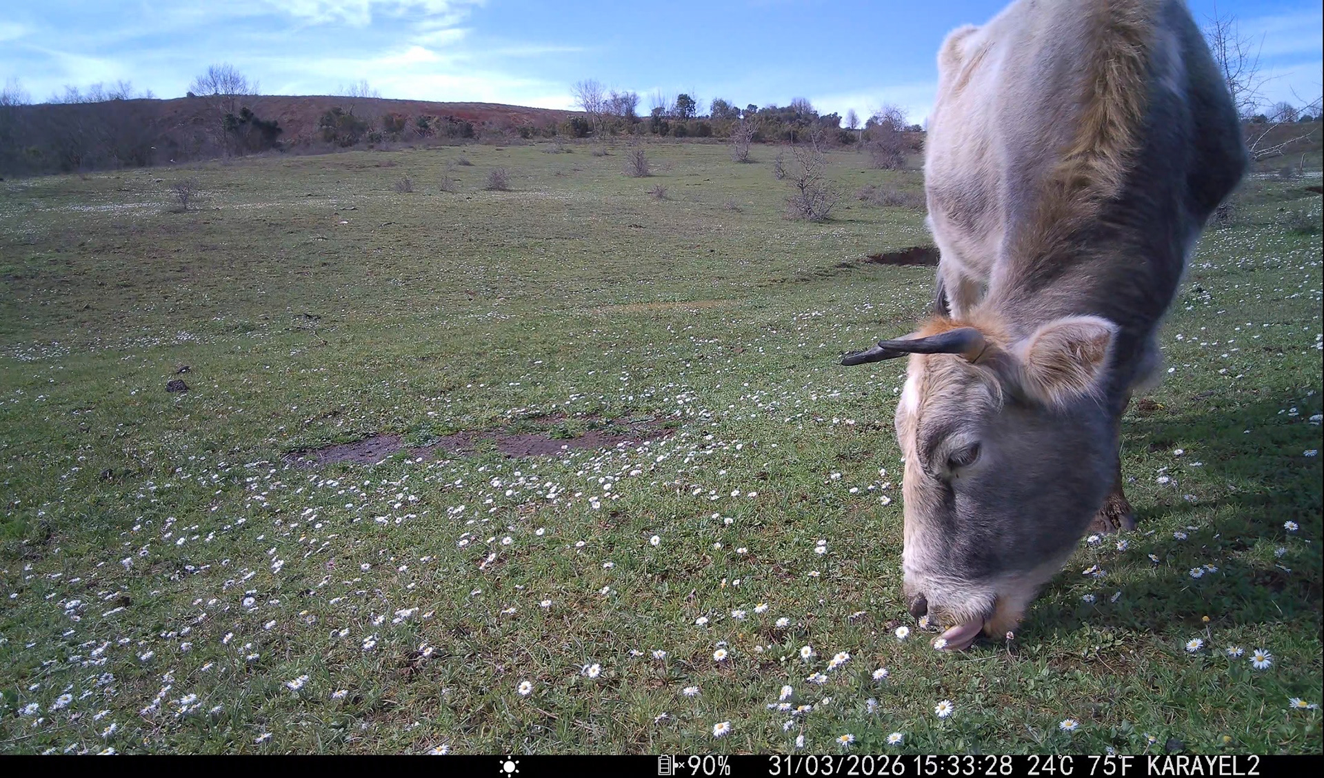Cattle (wıld) / ıstanbul