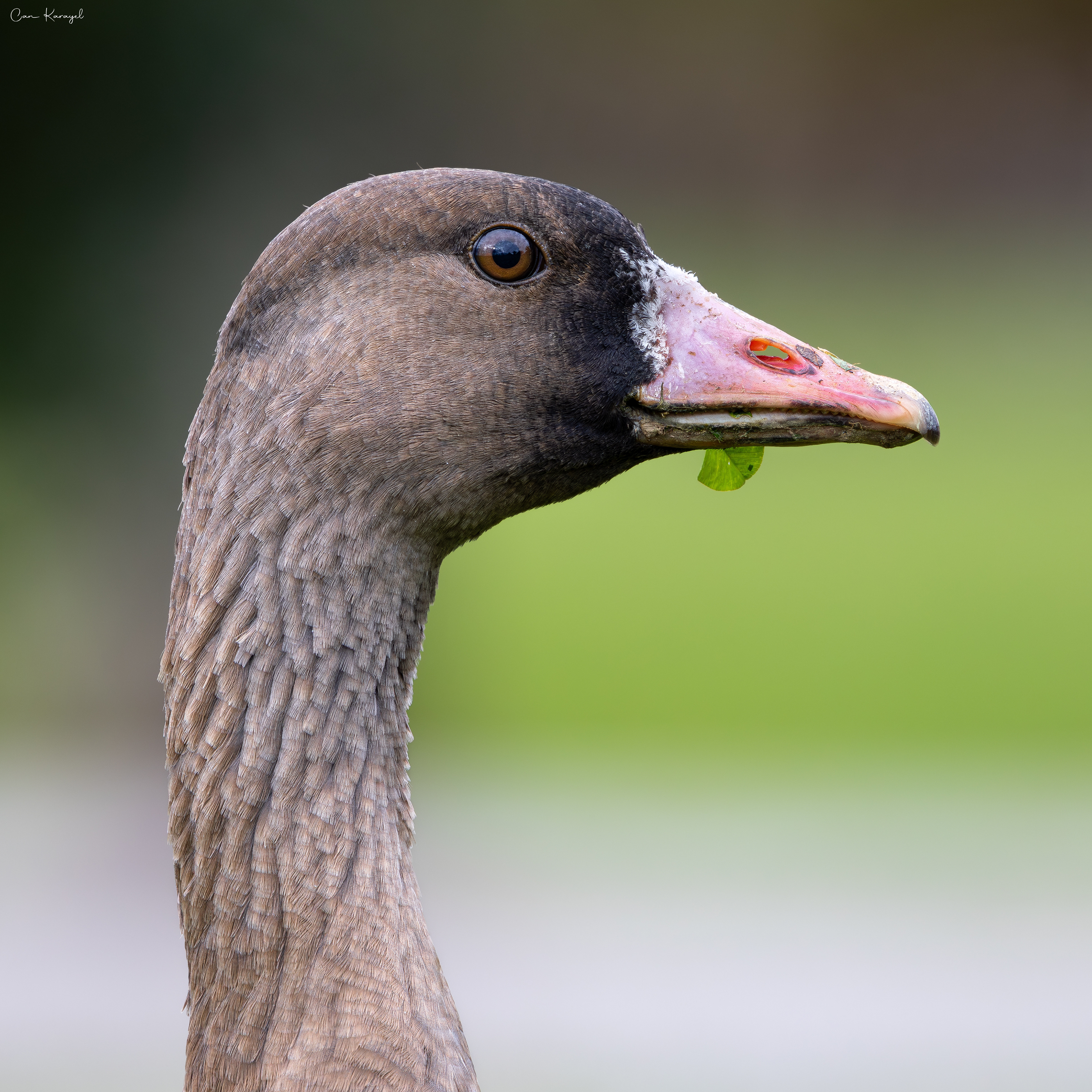 Greater Whıte-fronted Goose  / ıstanbul