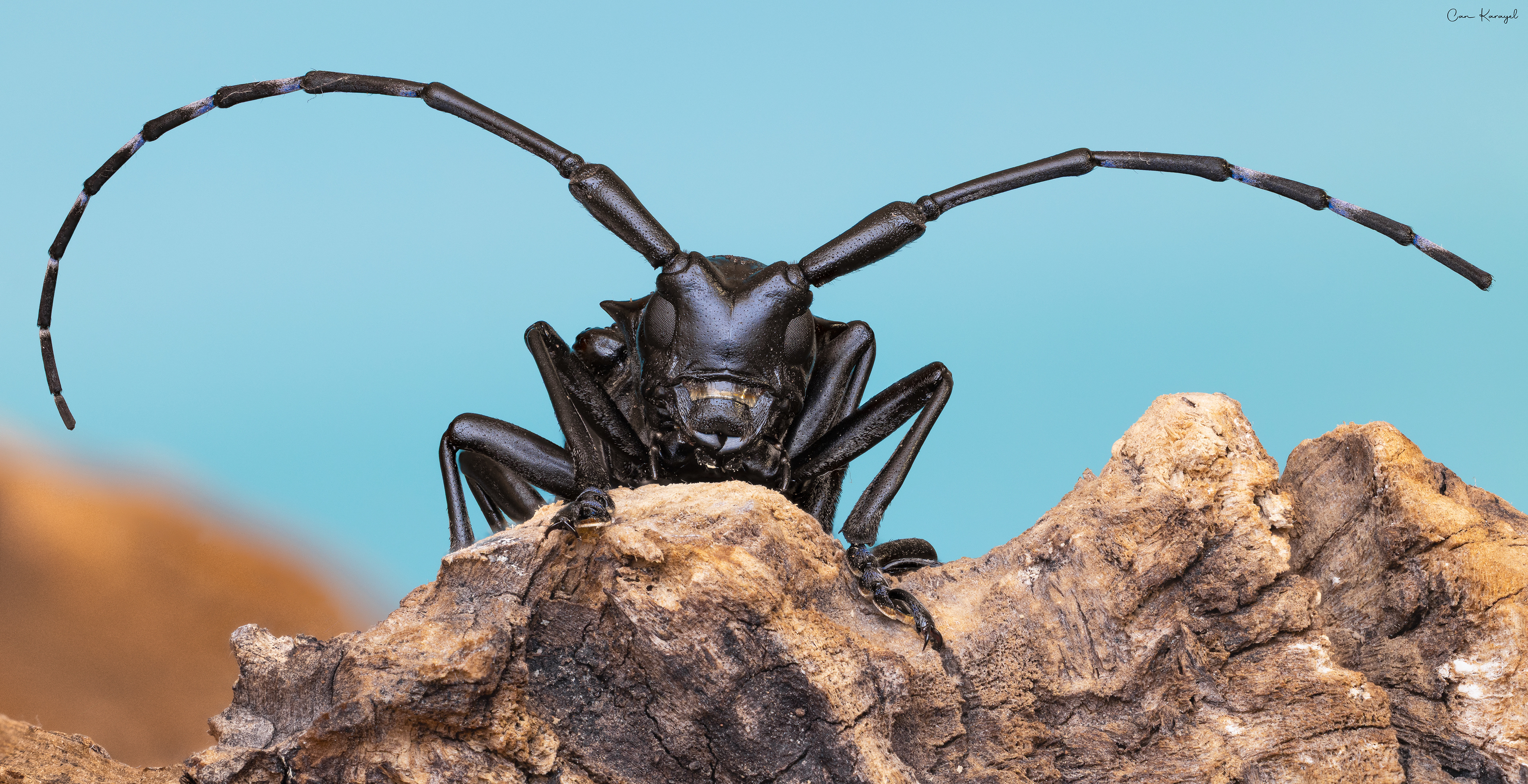 Cıtrus Longhorn Beetle (Anoplophora chınensıs)