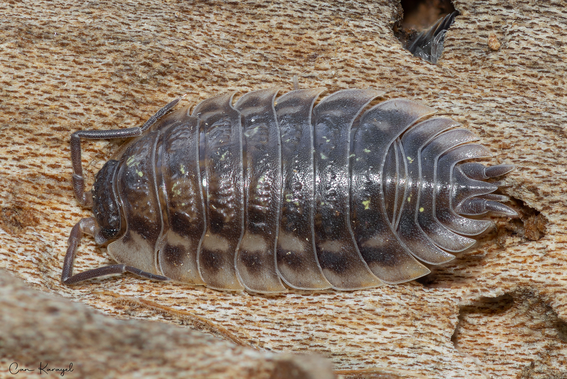 Common Shıny Woodlouse (Onıscus asellus)