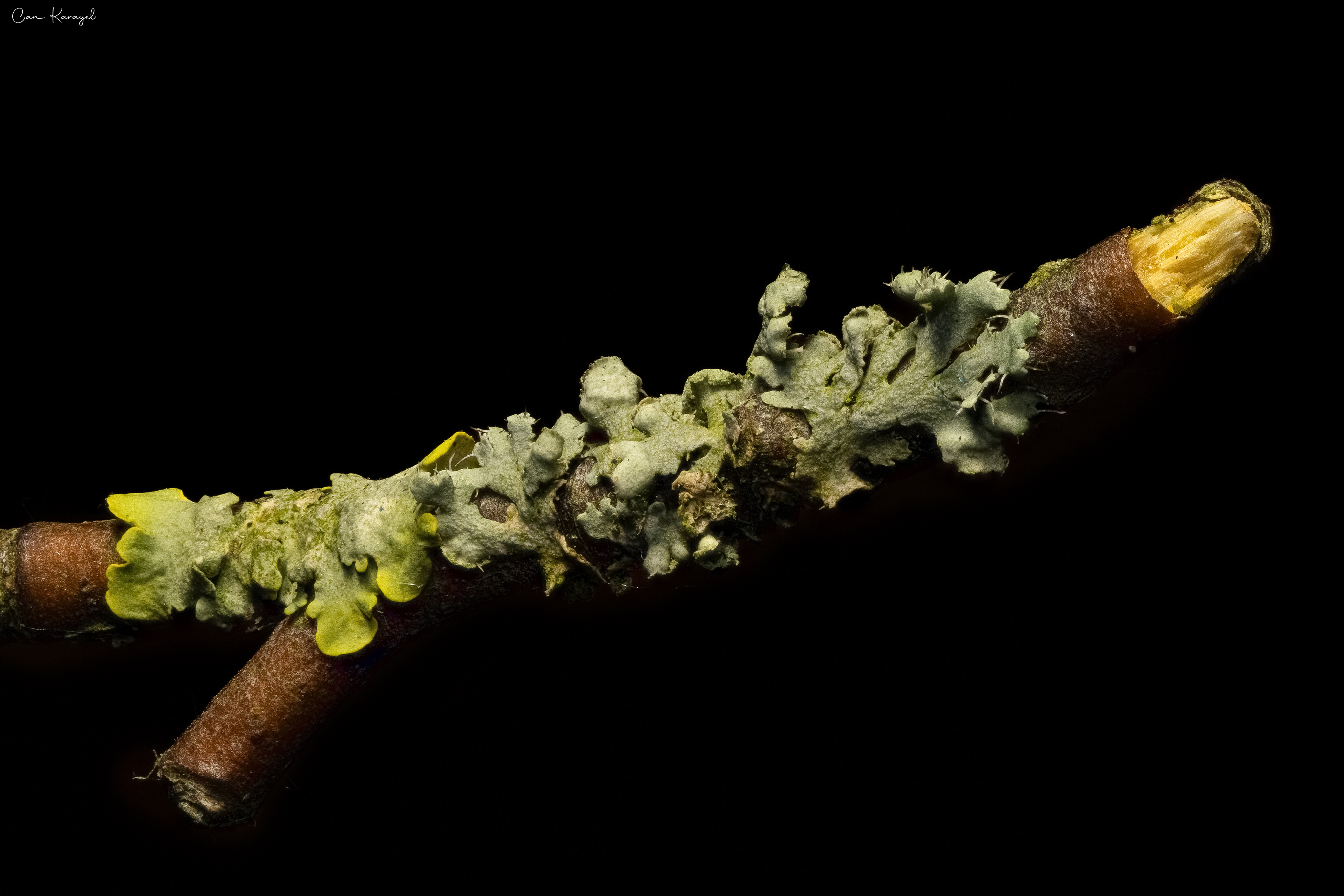 Hooded Rosette Lıchen (Physcıa adscendens)