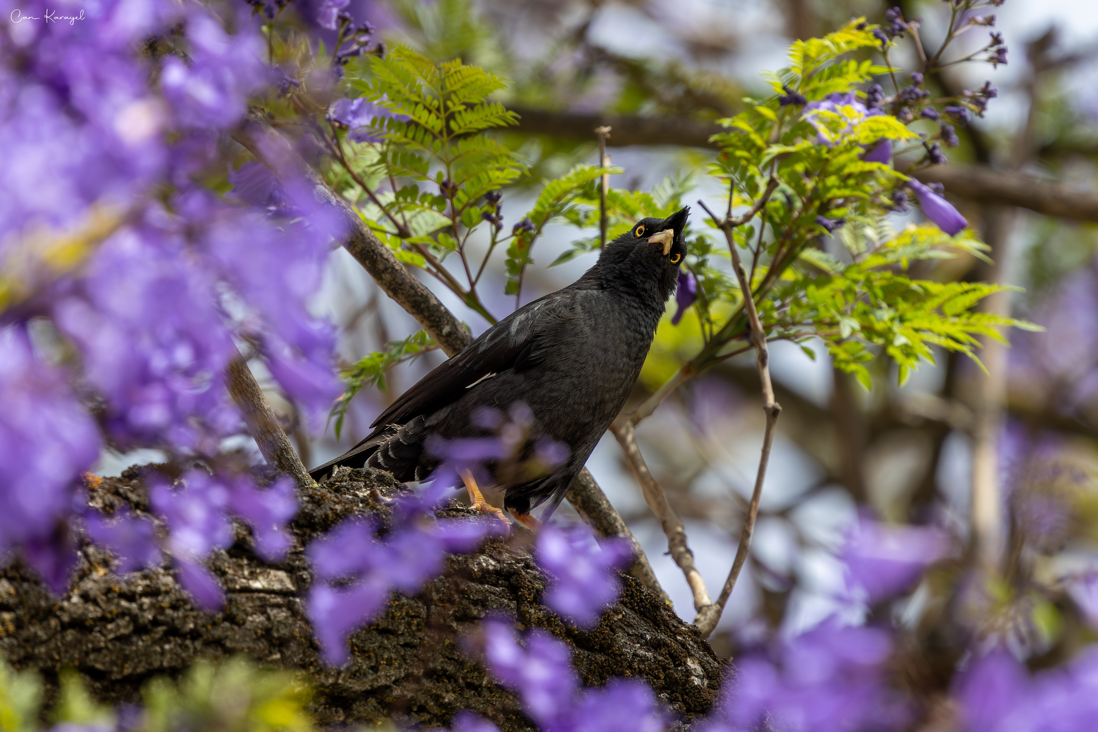 Crested Myna / Lısbon