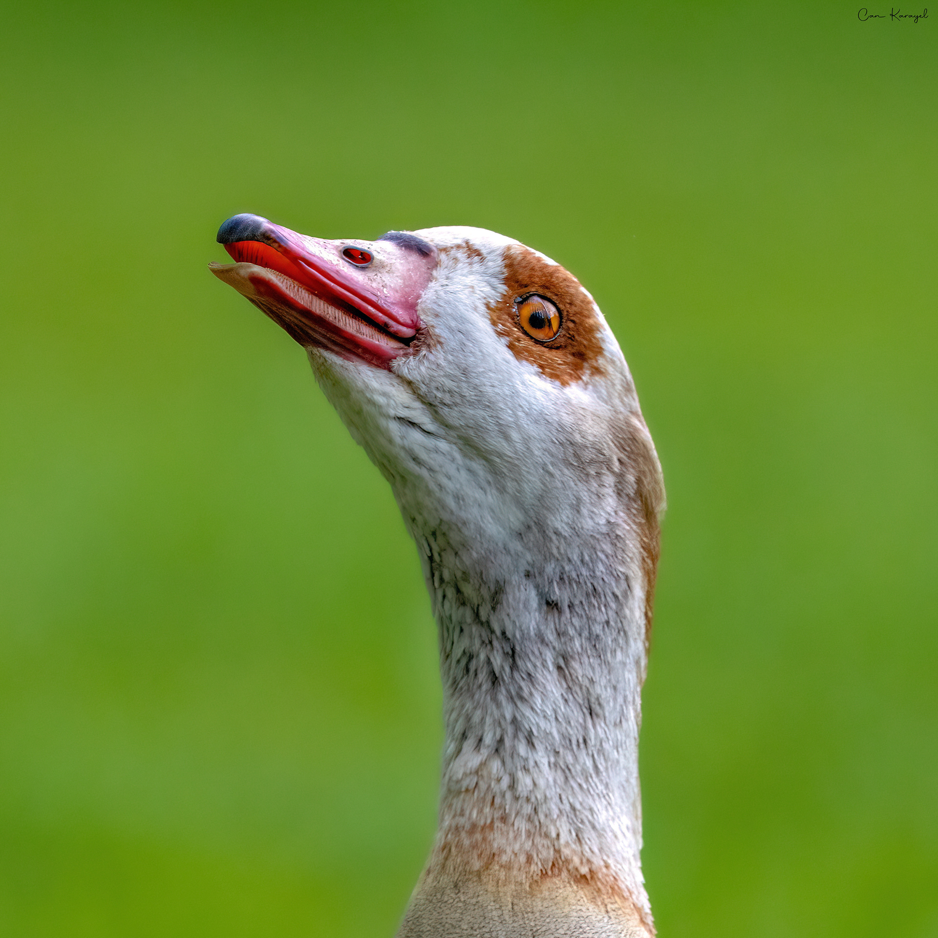 Egyptıan Goose / amsterdam