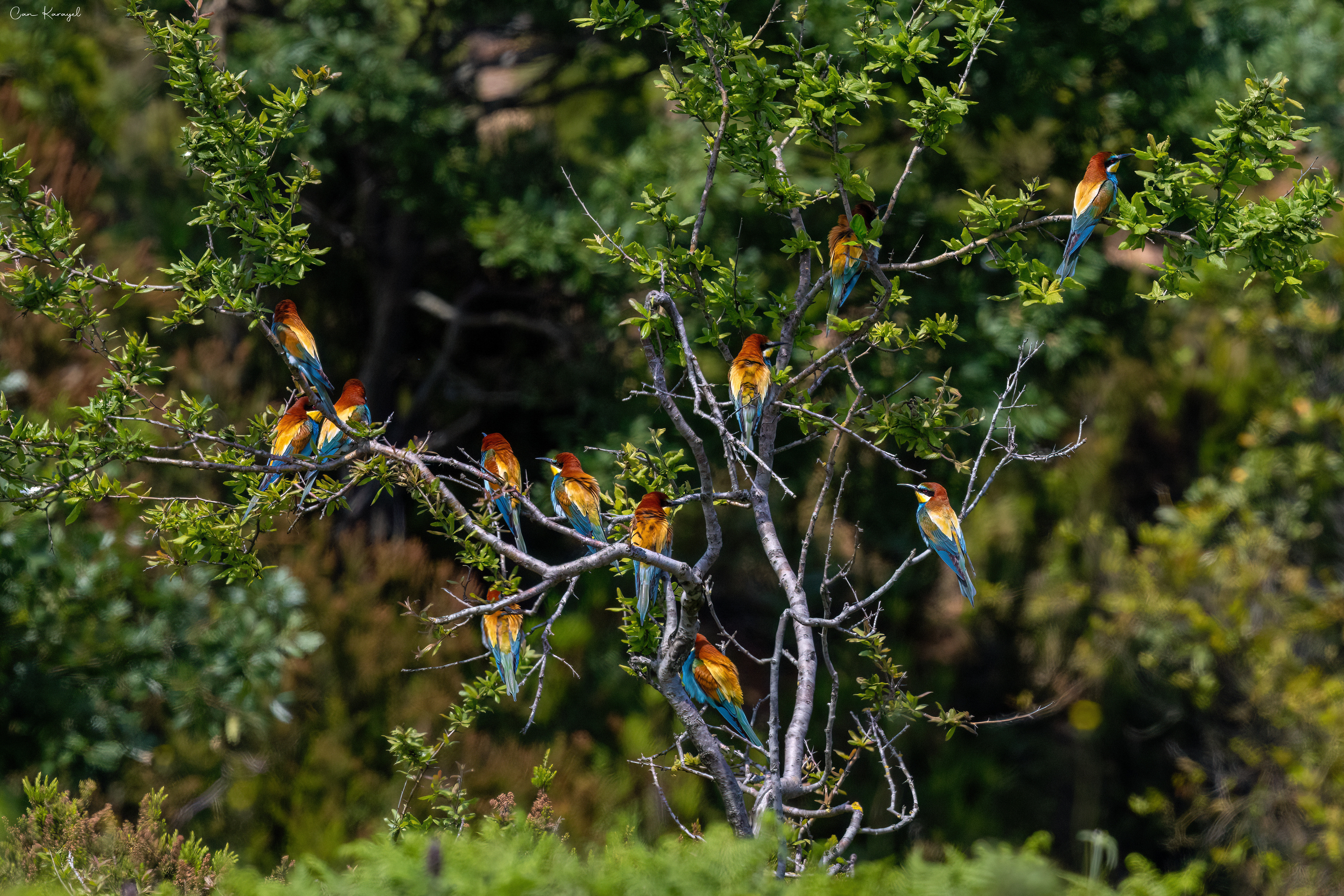European bee-eater / ıstanbul