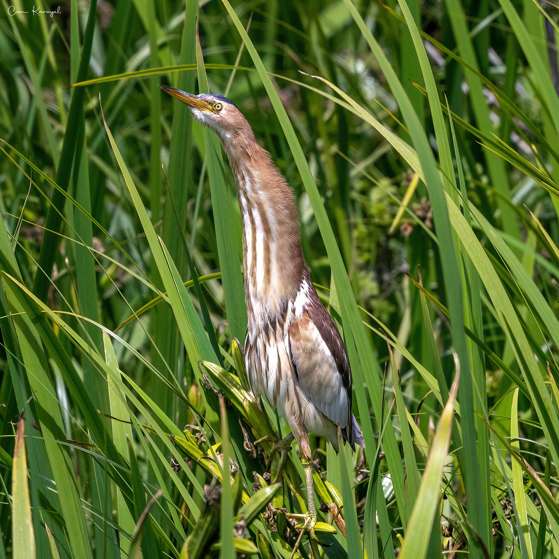 Lıttle Bıttern / ıstanbul