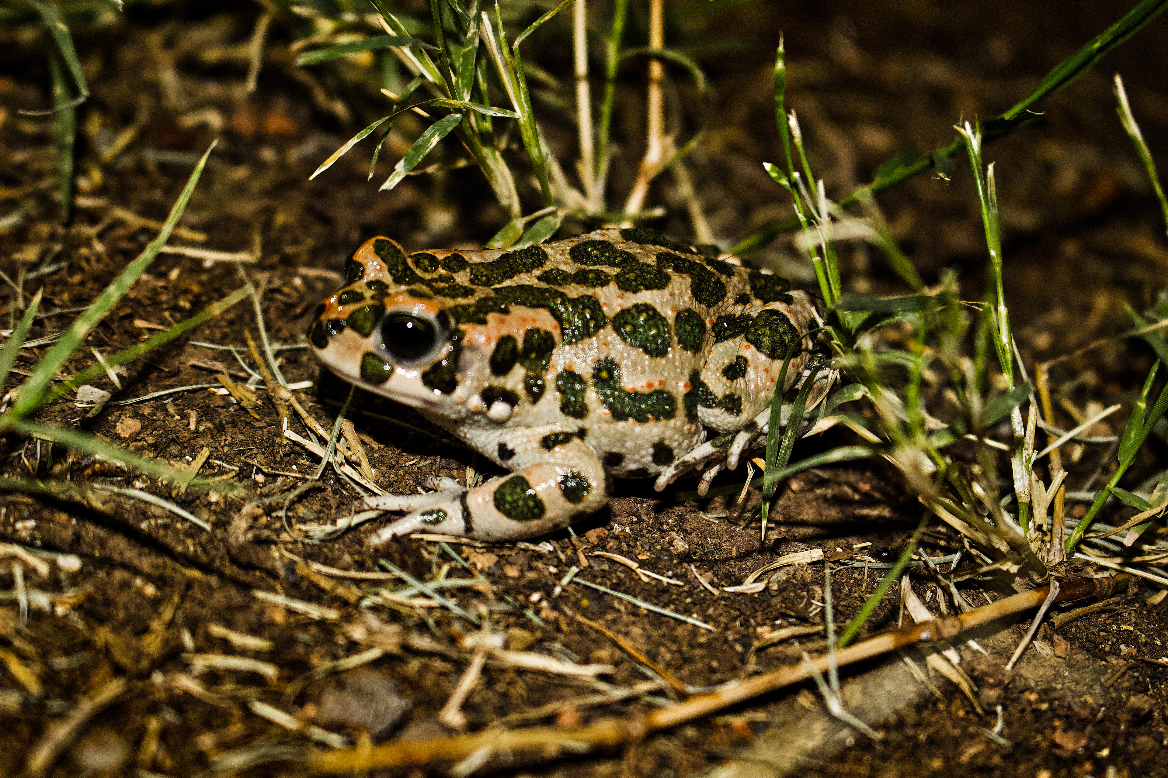European green toad / mugla