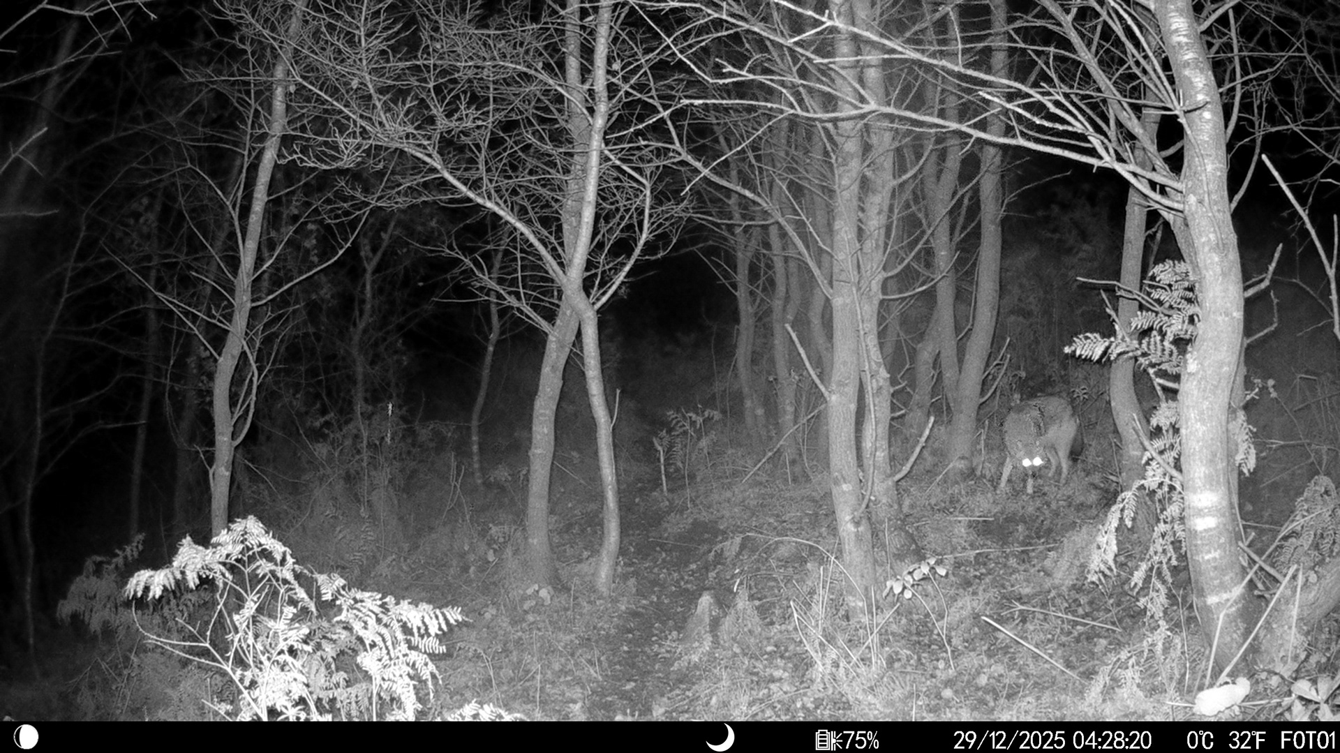 Golden Jackal / ıstanbul