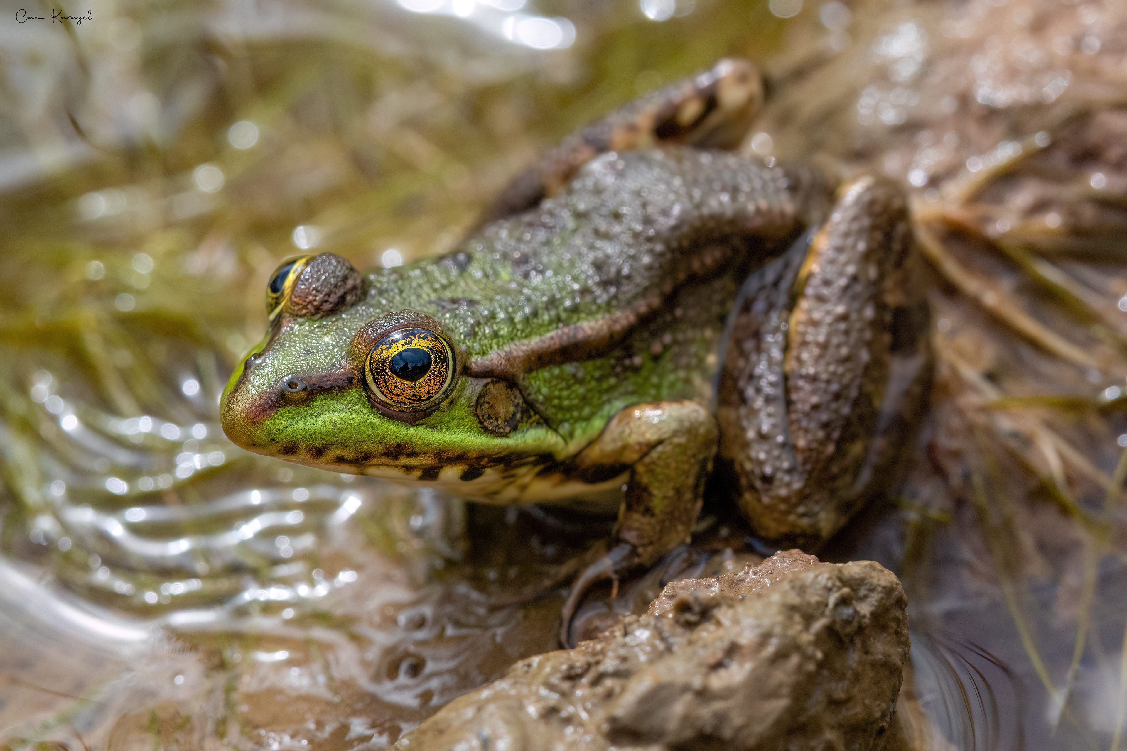  marsh frog
