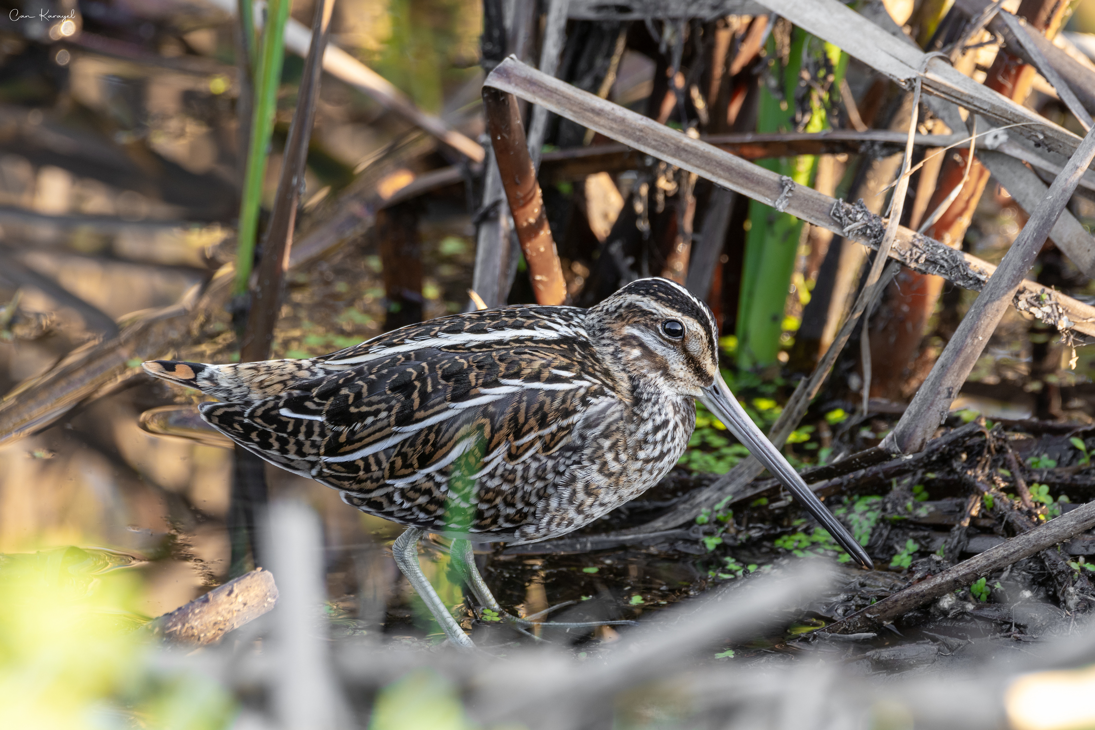 Common Snıpe / ıstanbul
