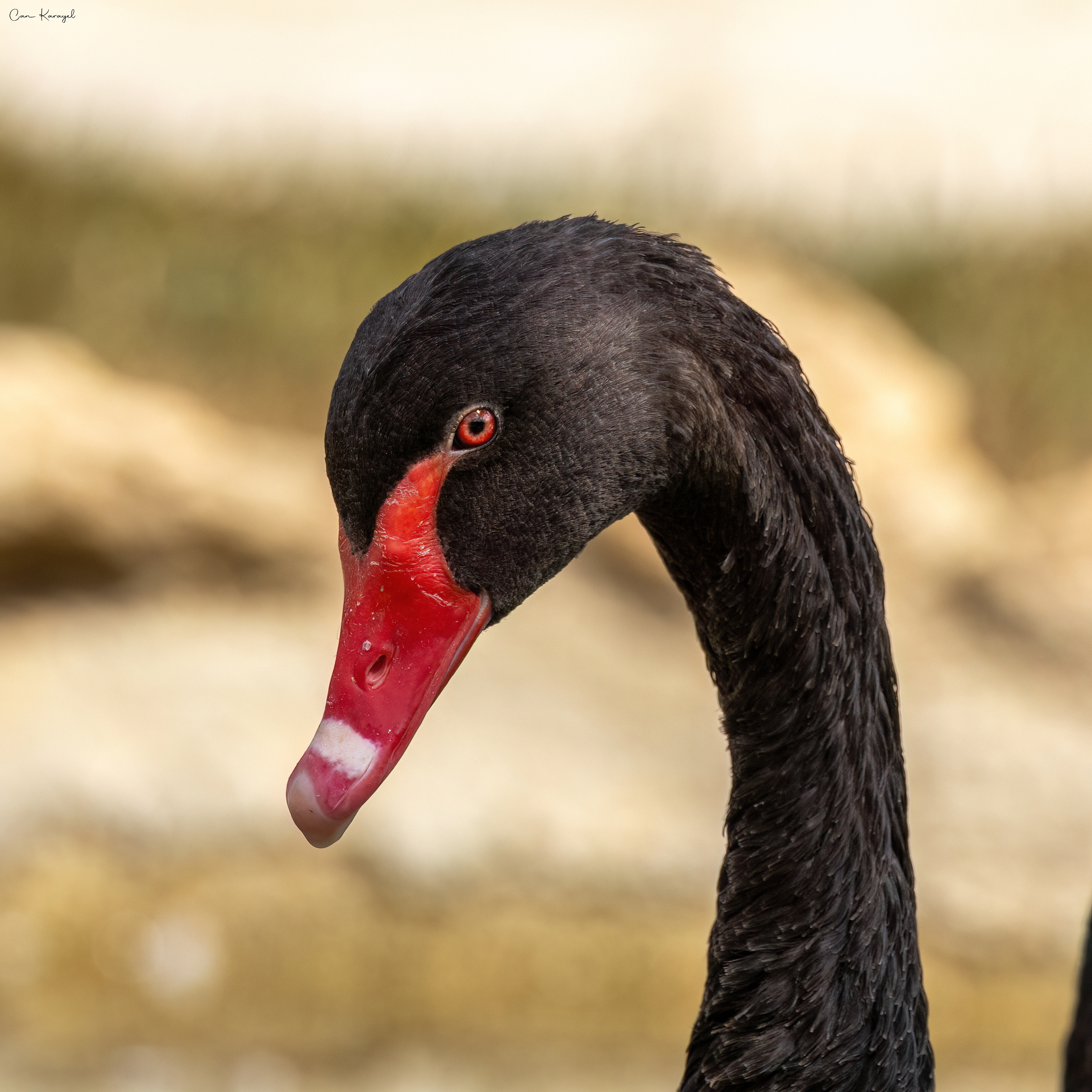 black swan