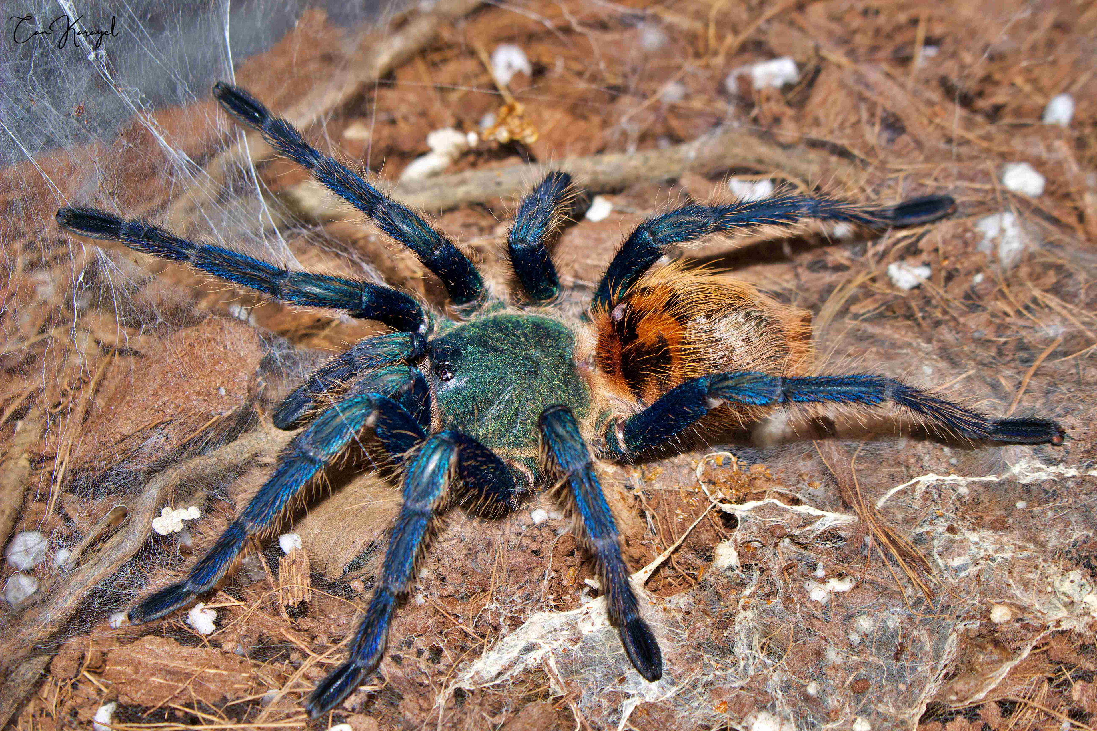 Greenbottle Blue Tarantula