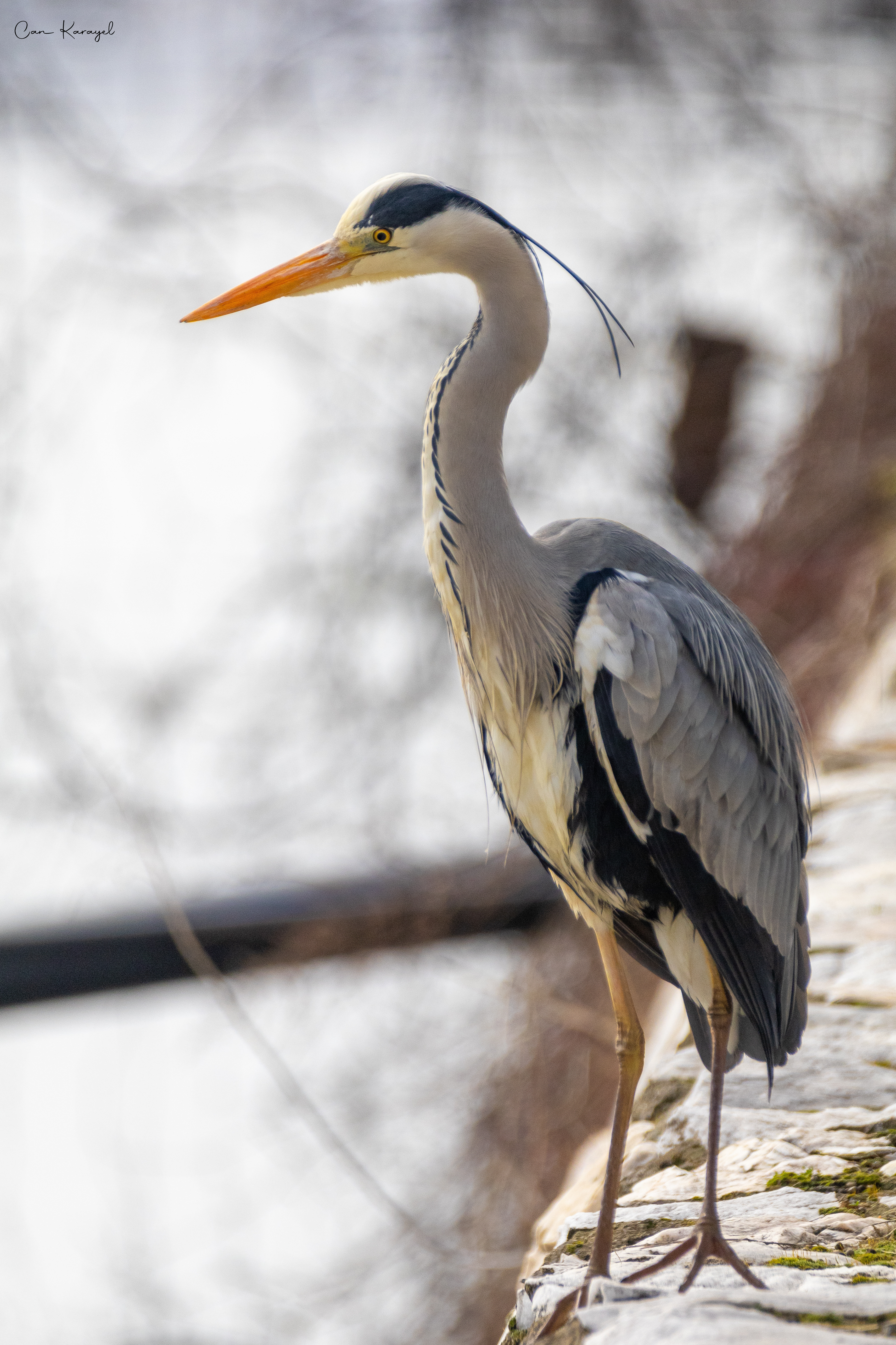Grey Heron / ıstanbul